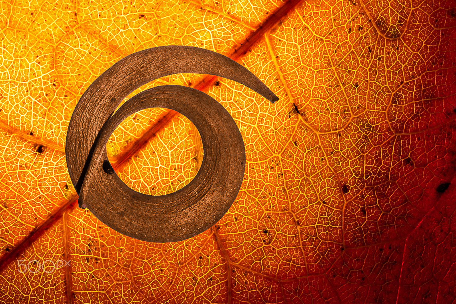 Sigma 105mm F2.8 EX DG OS HSM sample photo. Autumn spiral photography