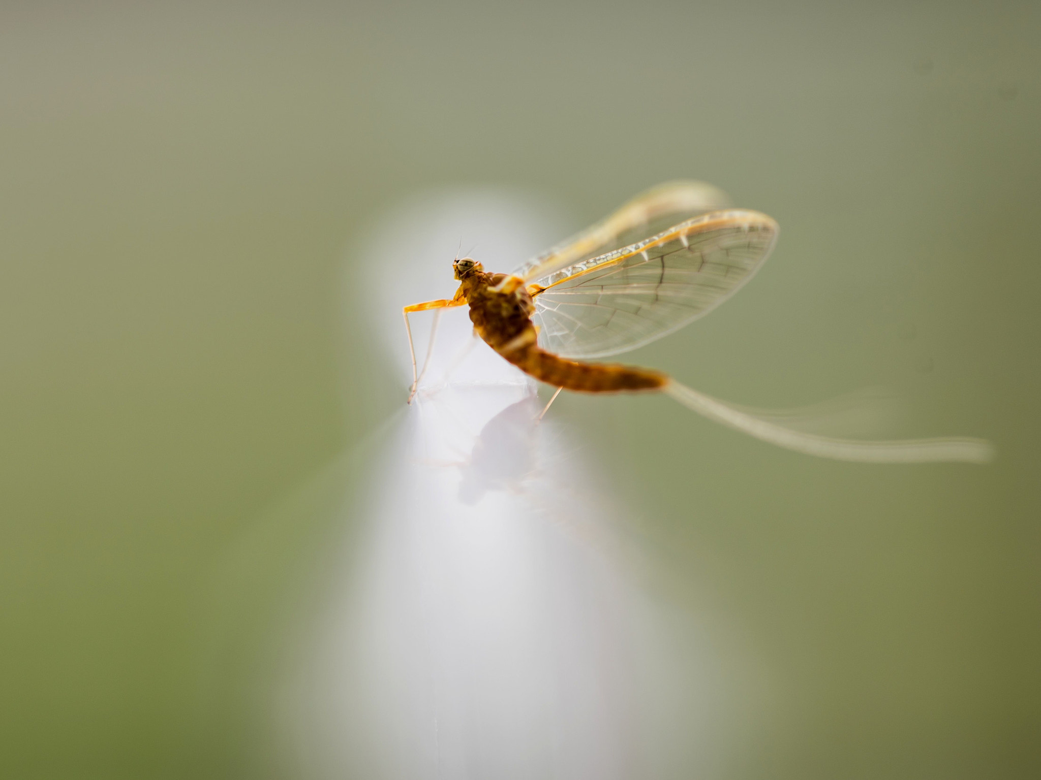Sigma 150mm F2.8 EX DG OS Macro HSM sample photo. Mayfly mirror palace photography