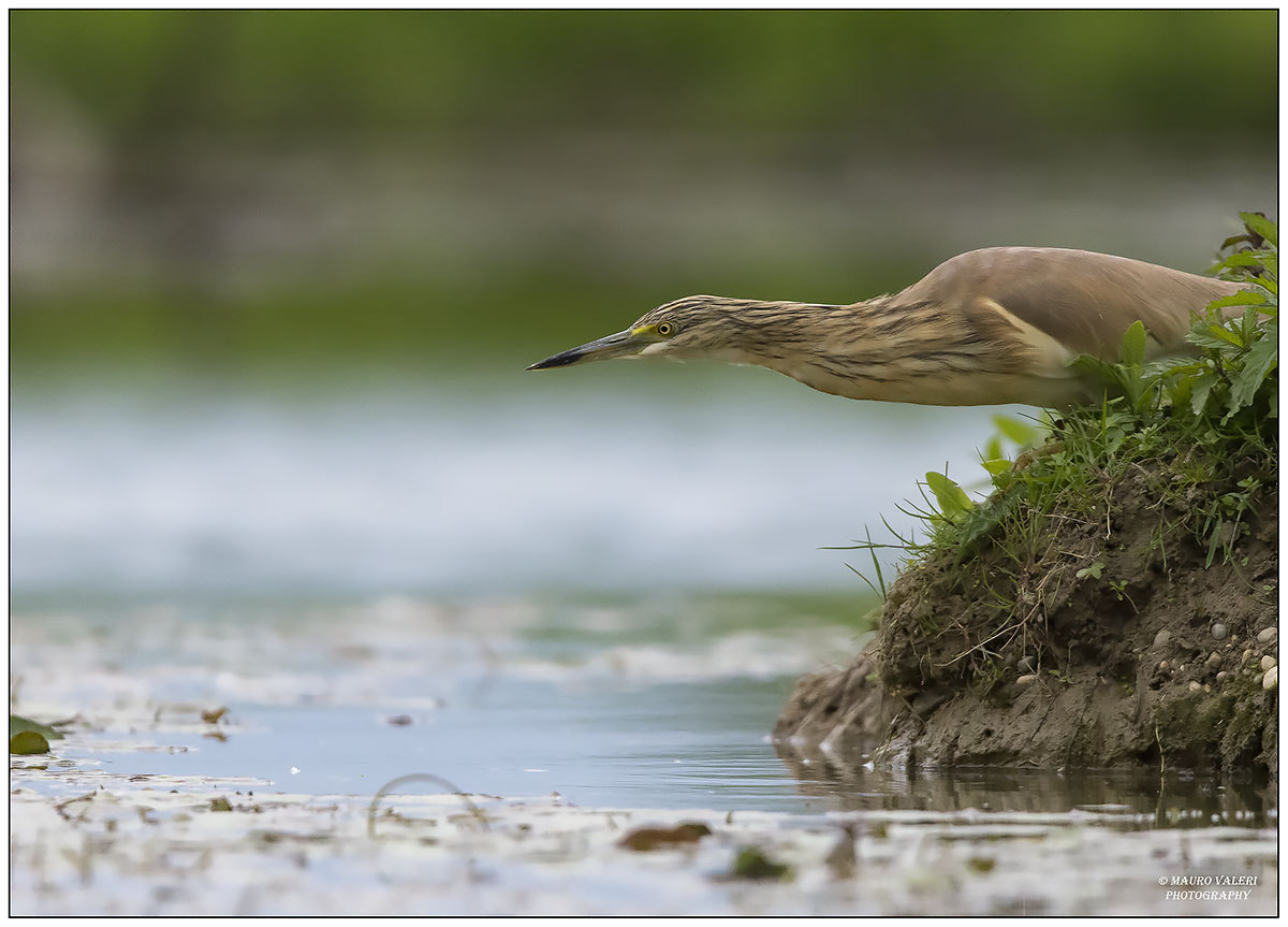 Sigma 150-600mm F5-6.3 DG OS HSM | S sample photo. F photography