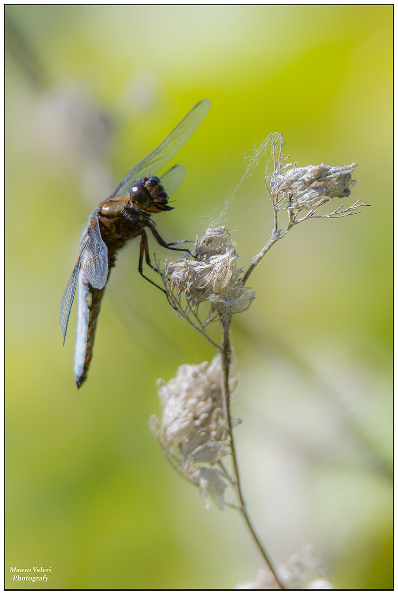 Sigma 150-600mm F5-6.3 DG OS HSM | S sample photo. G photography