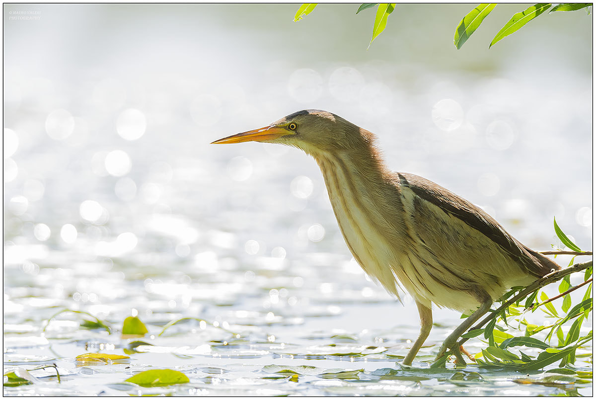 Sigma 150-600mm F5-6.3 DG OS HSM | S sample photo. G photography