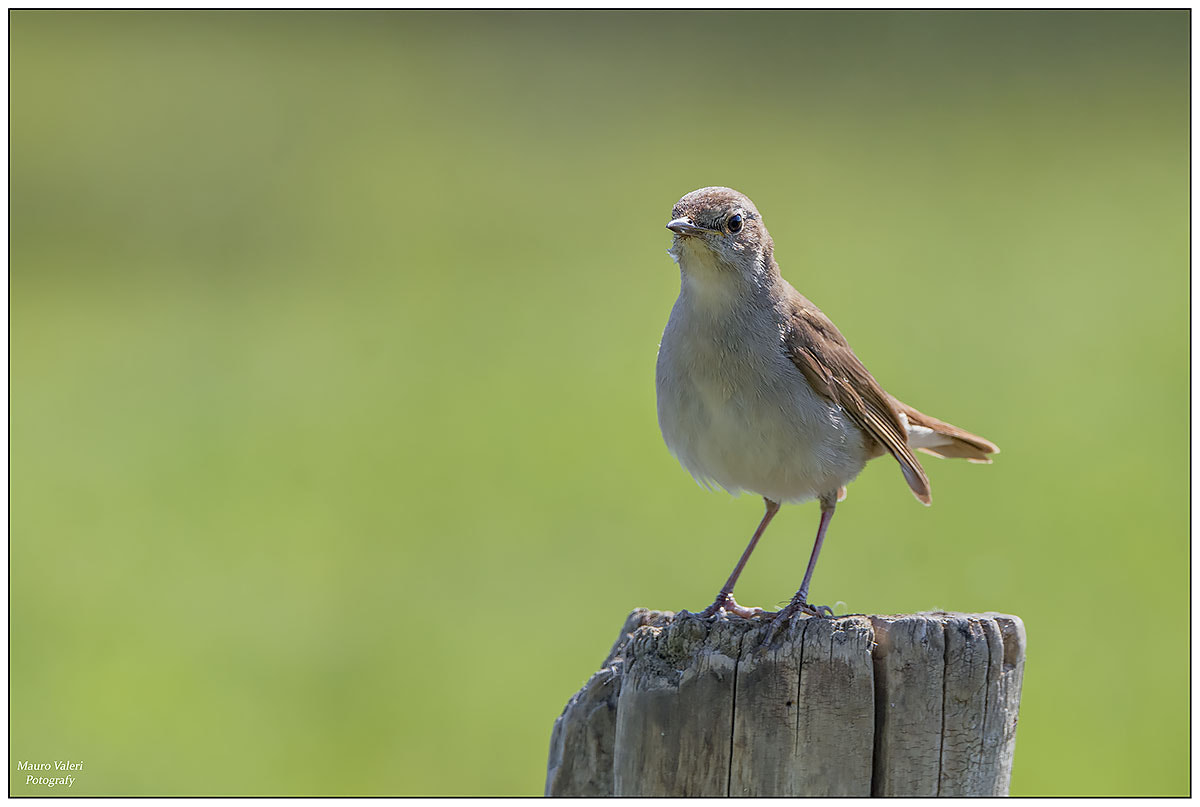 Nikon D7200 + Sigma 150-600mm F5-6.3 DG OS HSM | S sample photo. G photography