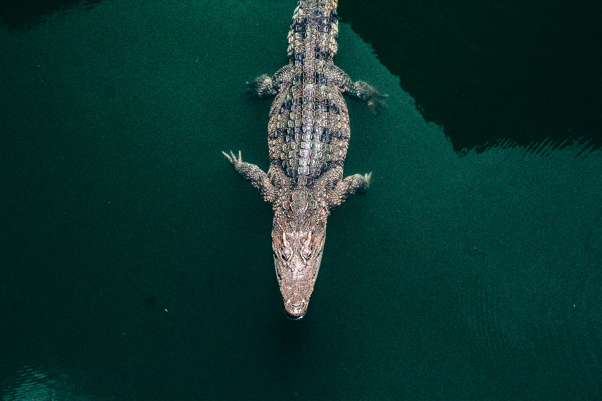 Canon EOS 60D sample photo. Crocodile photography