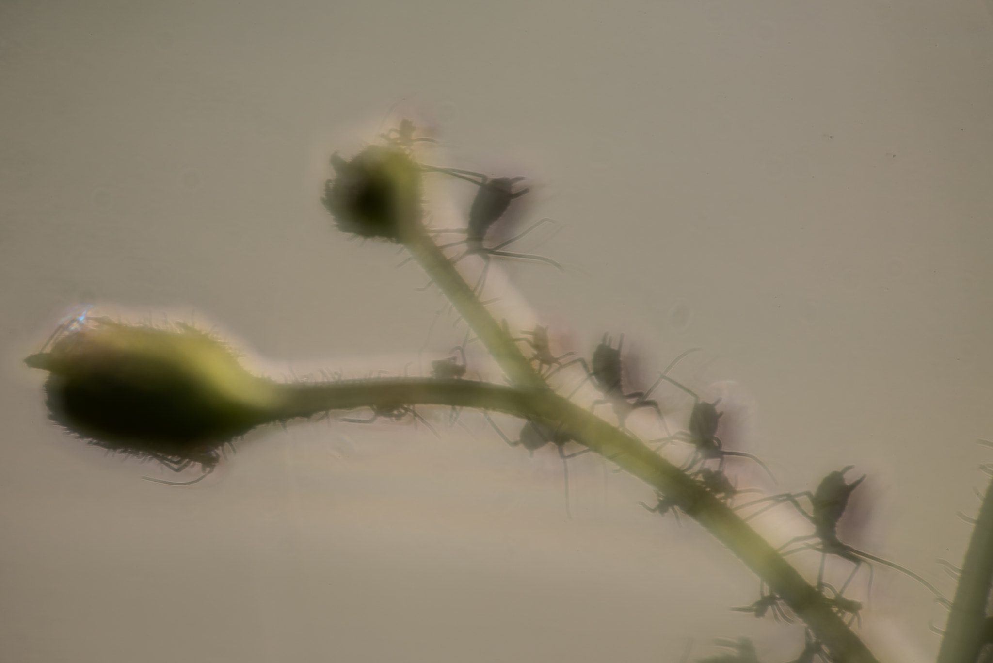 Sigma 150mm F2.8 EX DG OS Macro HSM sample photo. Planet of the aphids (1) photography