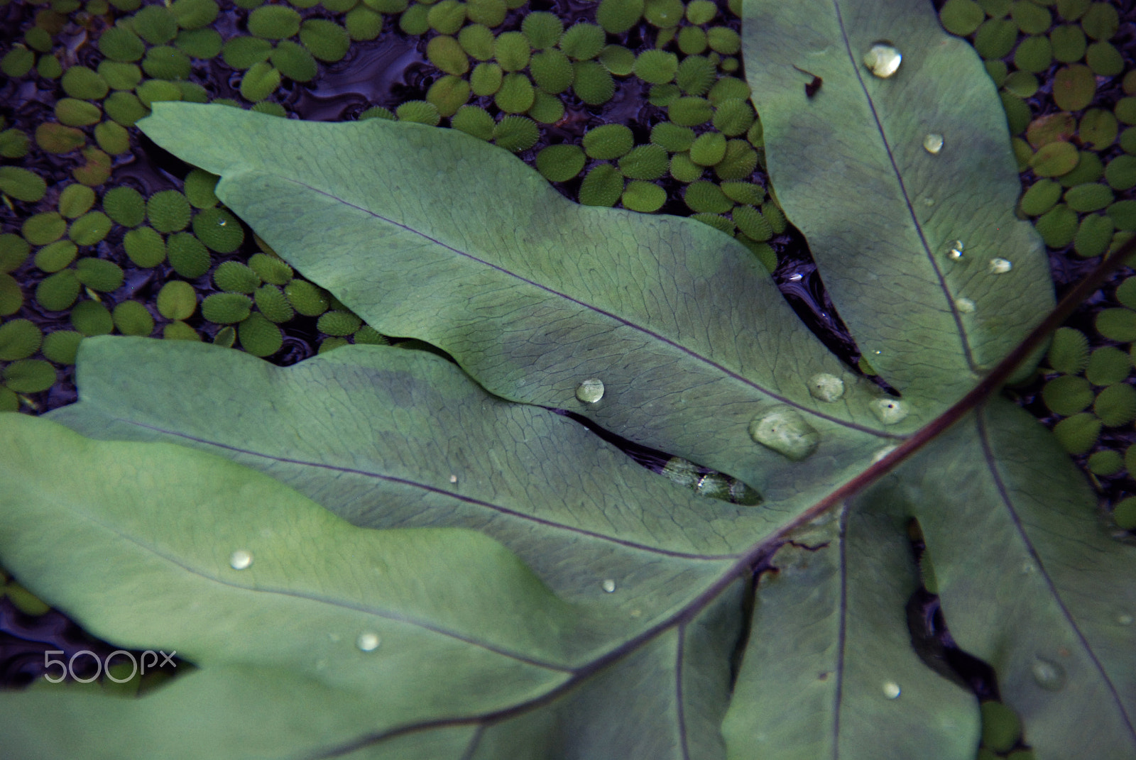 Nikon D80 sample photo. Resting leaf photography