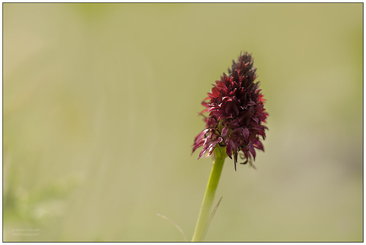 Sigma 105mm F2.8 EX DG OS HSM sample photo. Dsc photography