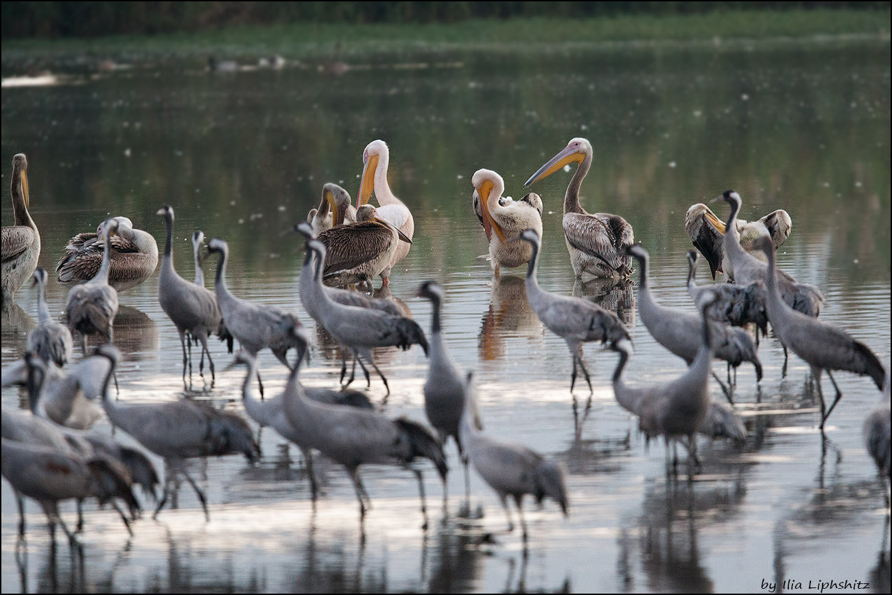 Canon EF 300mm F2.8L IS USM sample photo. Morning cranes №5 - not only cranes photography
