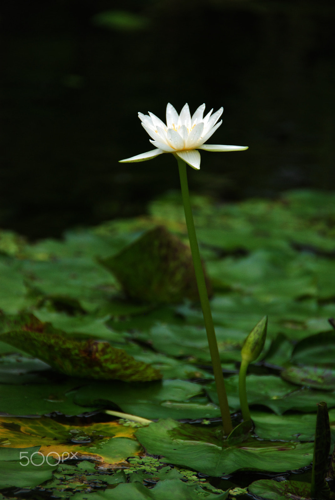 Nikon D80 sample photo. Simple waterlily photography