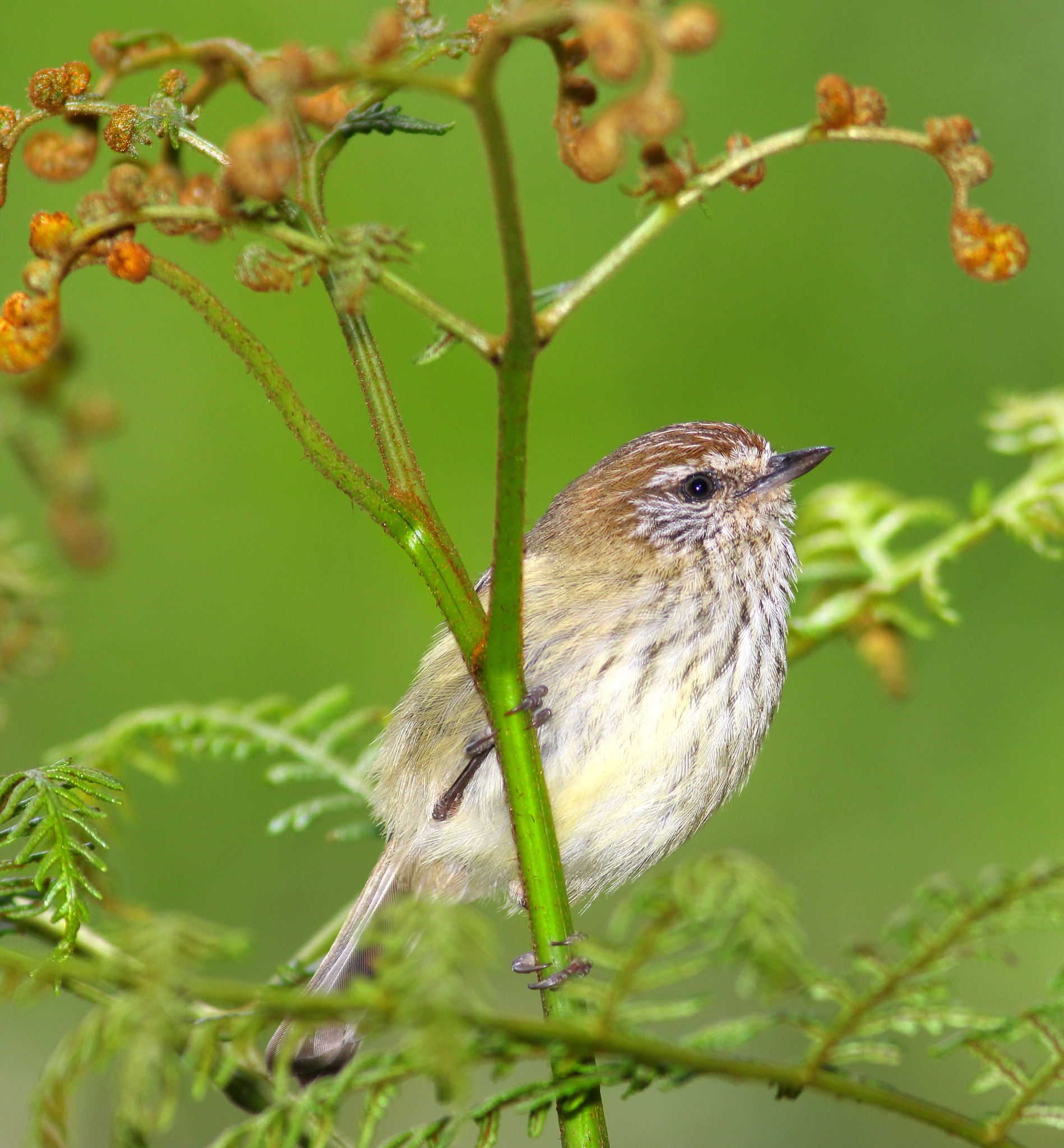 Canon EF 400mm F5.6L USM sample photo. Striated thornbill photography