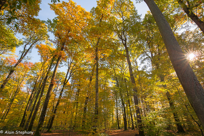 Nikon D800 sample photo. Autumn photography