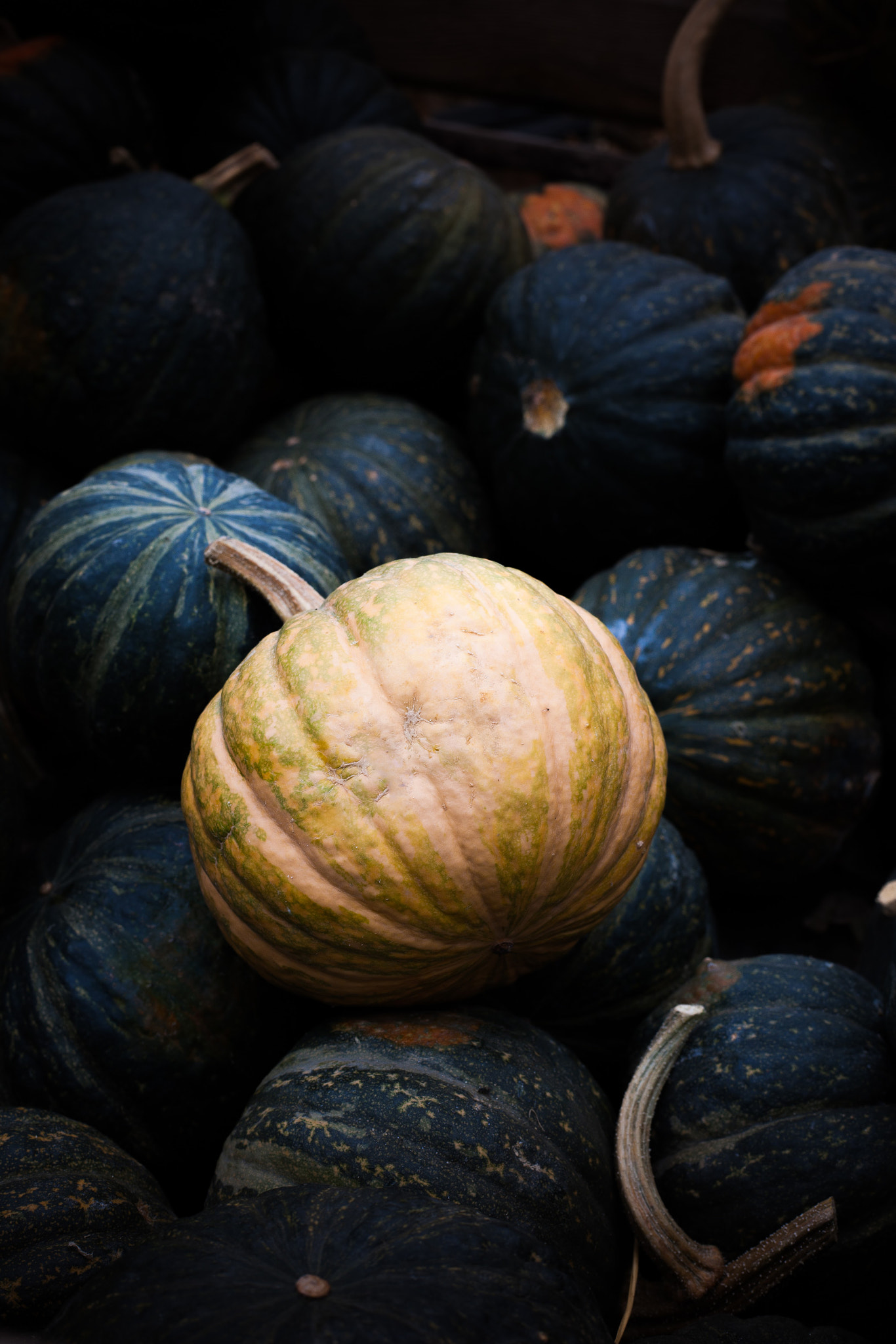 Canon EOS-1Ds Mark III + Canon EF 50mm F1.8 STM sample photo. Pumpkins photography