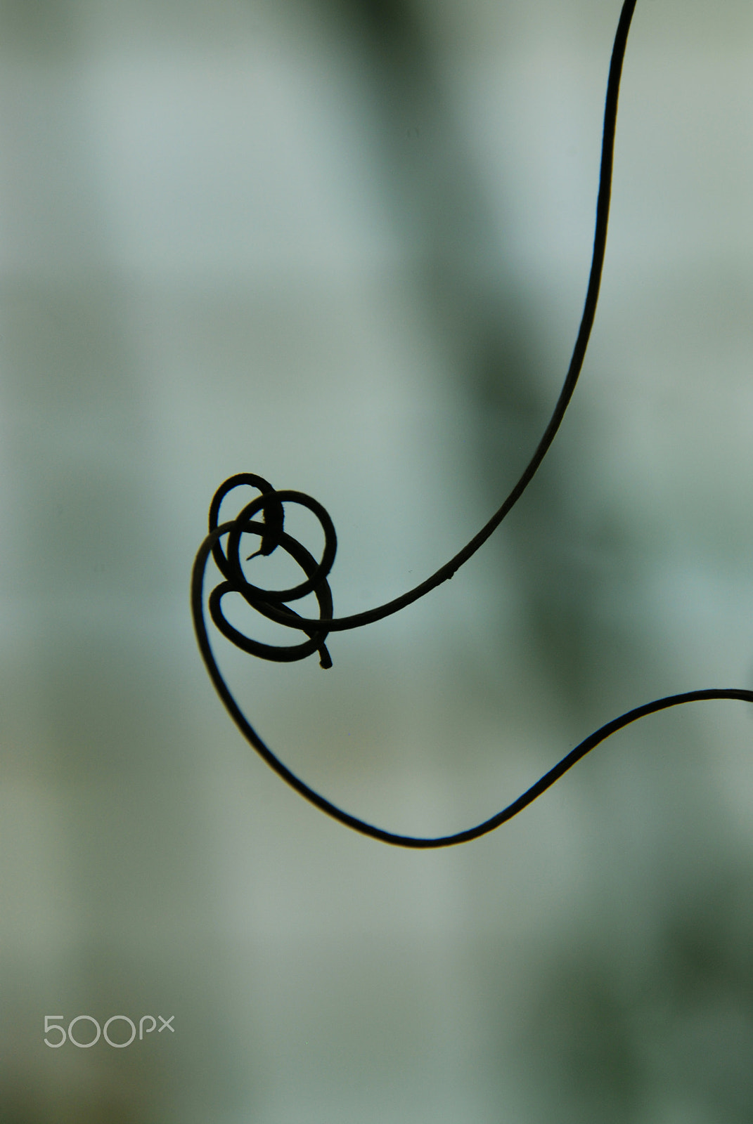Nikon D80 sample photo. Entangled photography