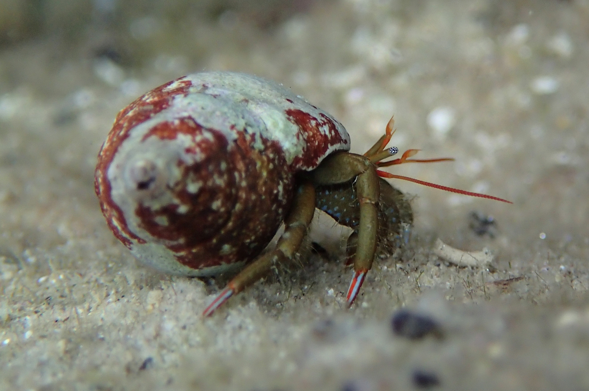 Olympus TG-2 sample photo. Hermit crab - gulf of saros photography