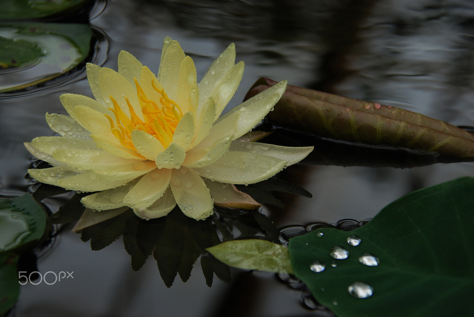 Nikon D80 sample photo. Dewy nymphea i photography