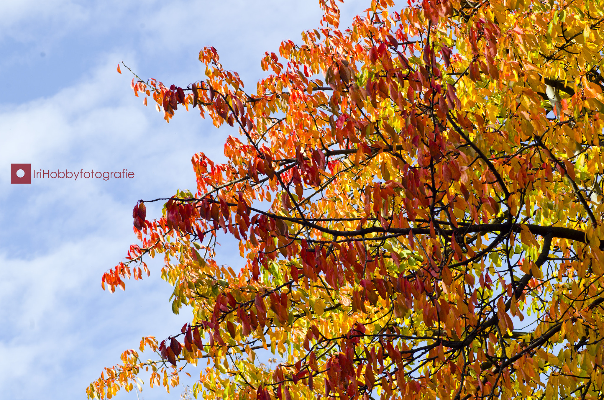 Pentax K-30 sample photo. Goldener herbst photography