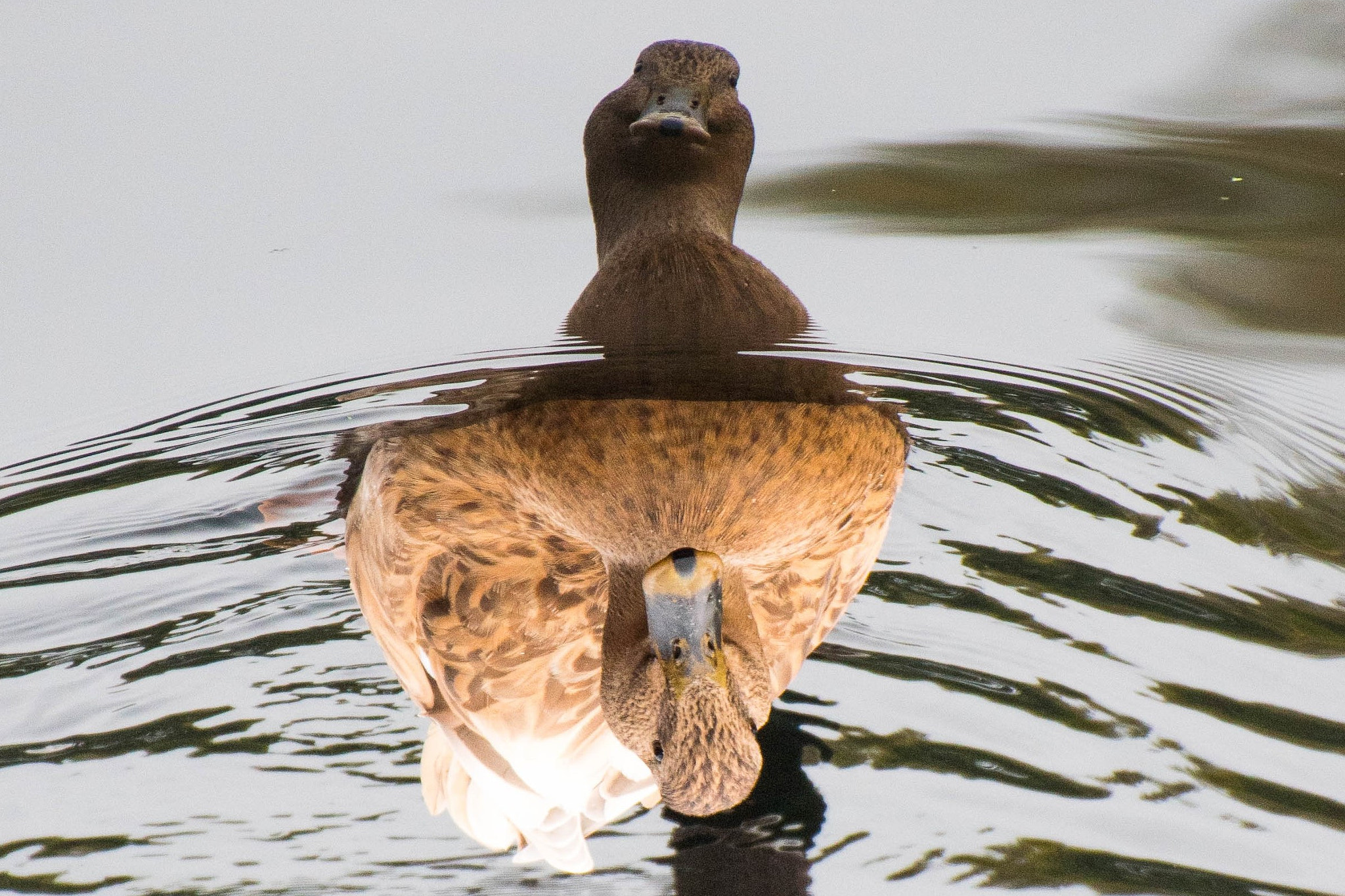 Nikon D5500 + Nikon AF-S DX Nikkor 18-300mm F3.5-6.3G ED VR sample photo. Upside down duck reflection photography