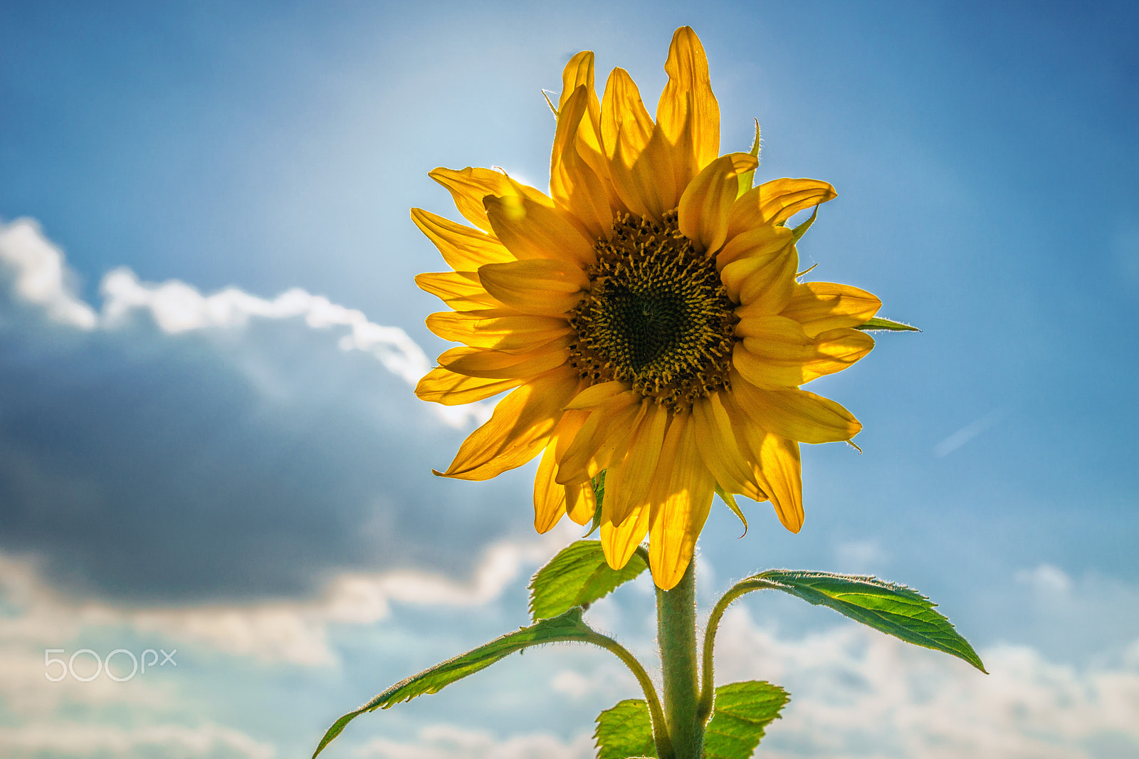 Sony ILCA-77M2 sample photo. Sun power - sunflower photography