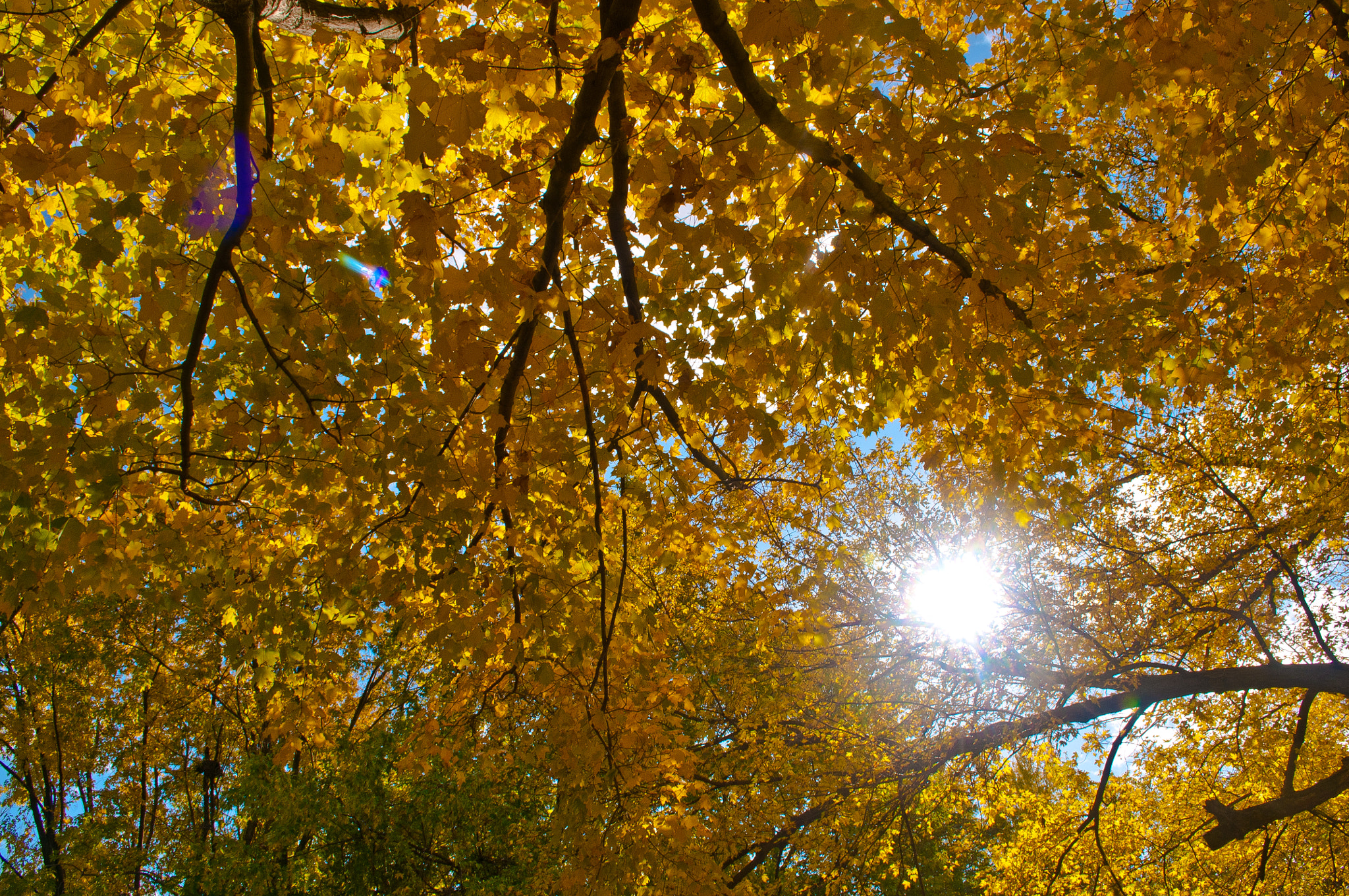 Nikon D300 sample photo. Golden photography