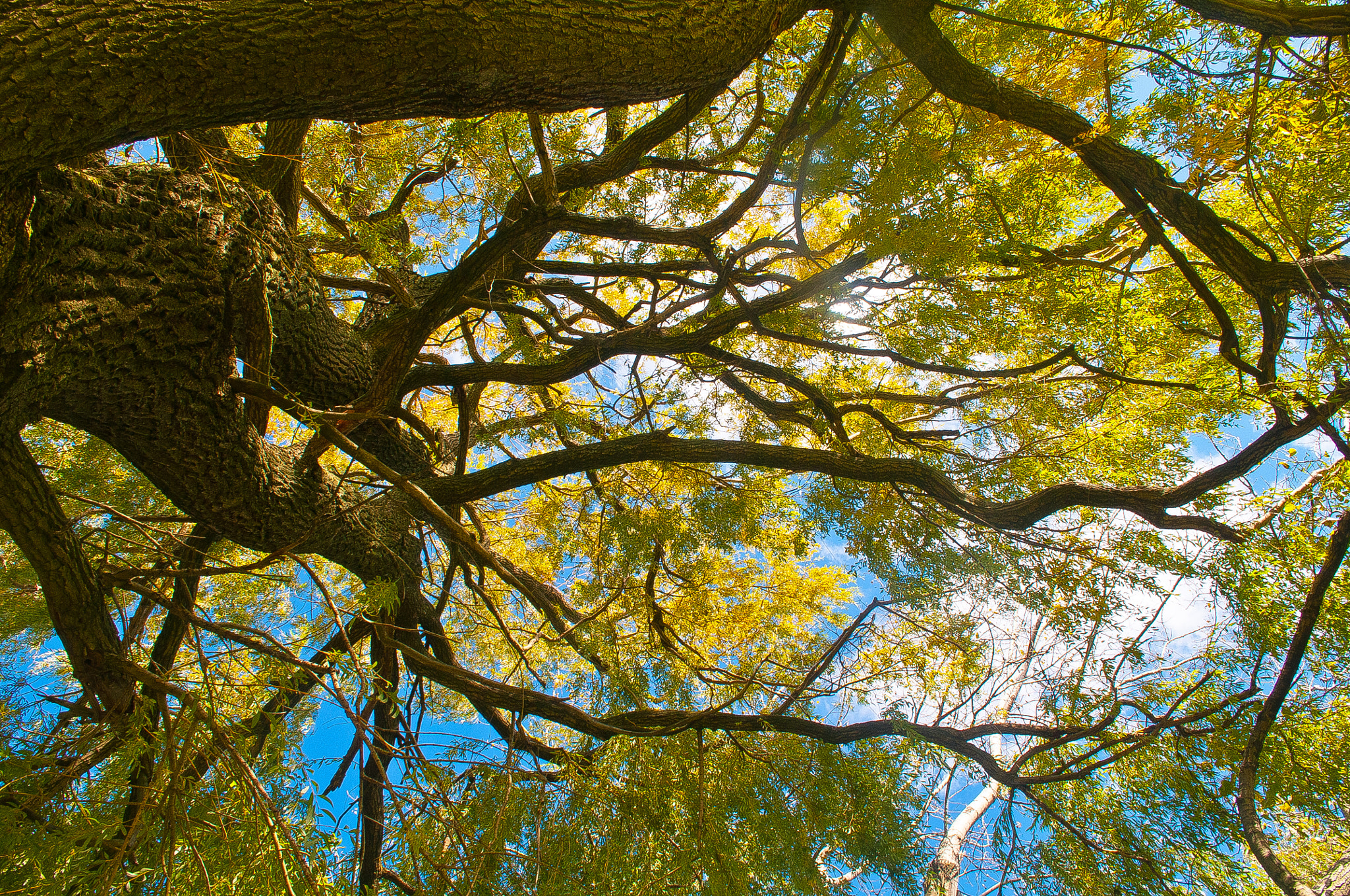 Nikon D300 sample photo. Willow photography