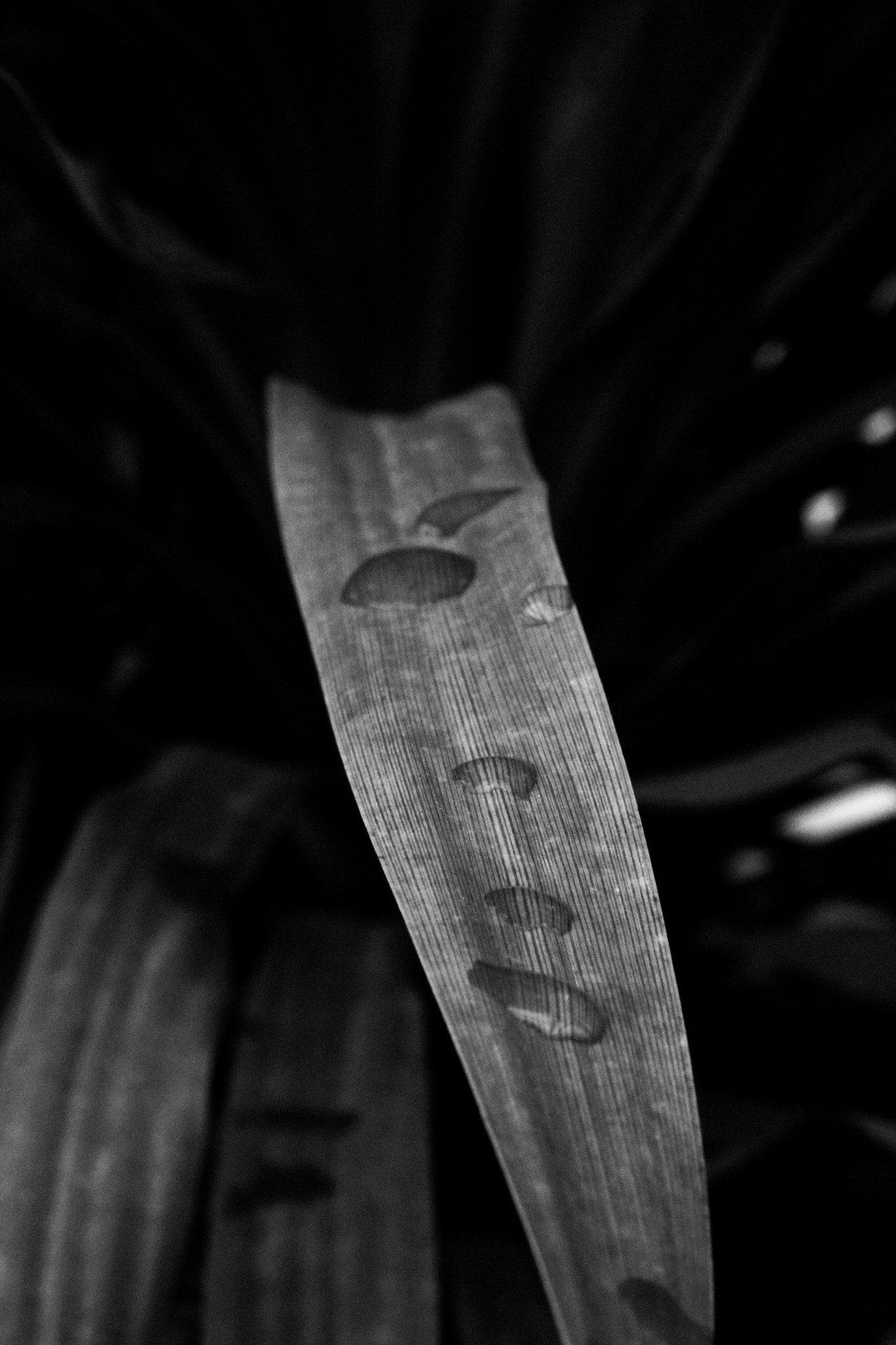 Canon EF-S 18-135mm F3.5-5.6 IS sample photo. Hoja photography