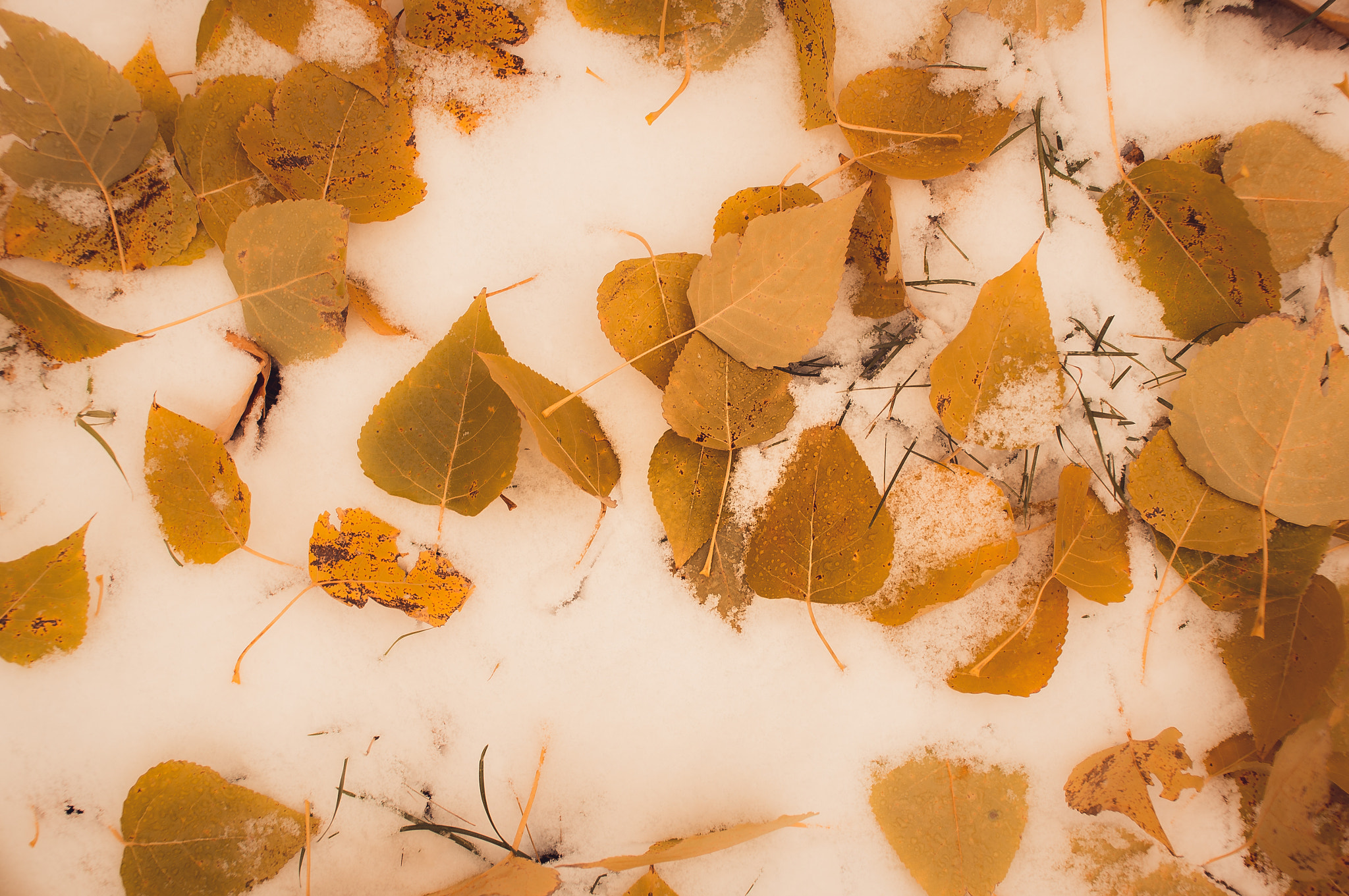 Minolta AF 24mm F2.8 sample photo. Winter in fall photography