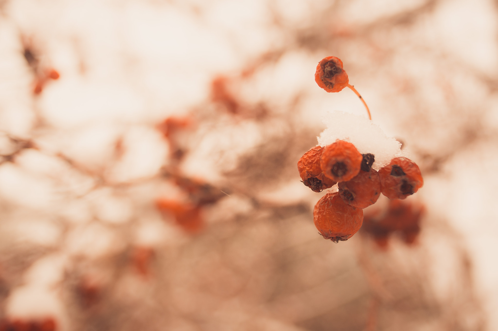 Sony SLT-A55 (SLT-A55V) sample photo. Winter in fall photography