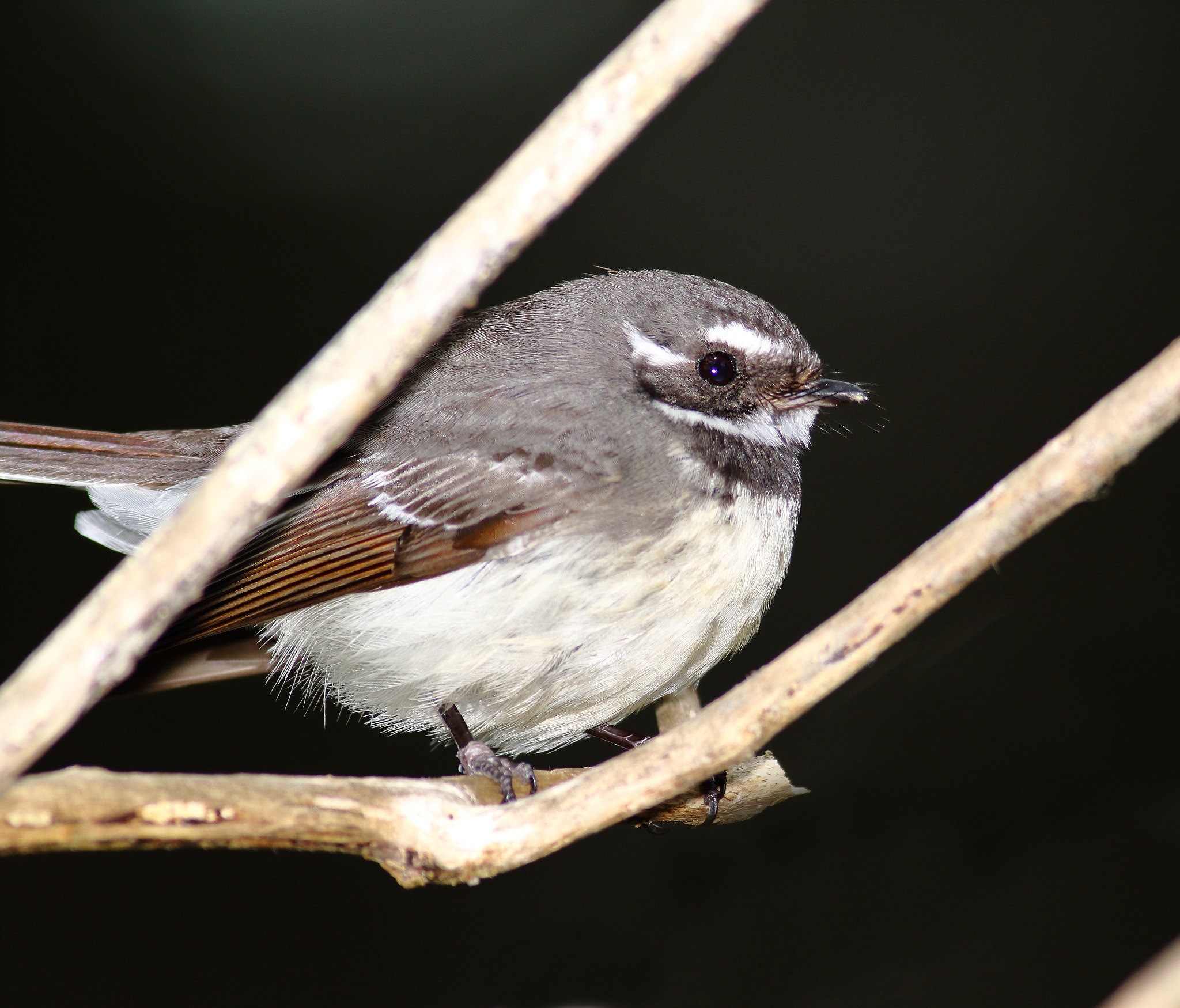 Canon EF 400mm F5.6L USM sample photo. Grey fantail photography
