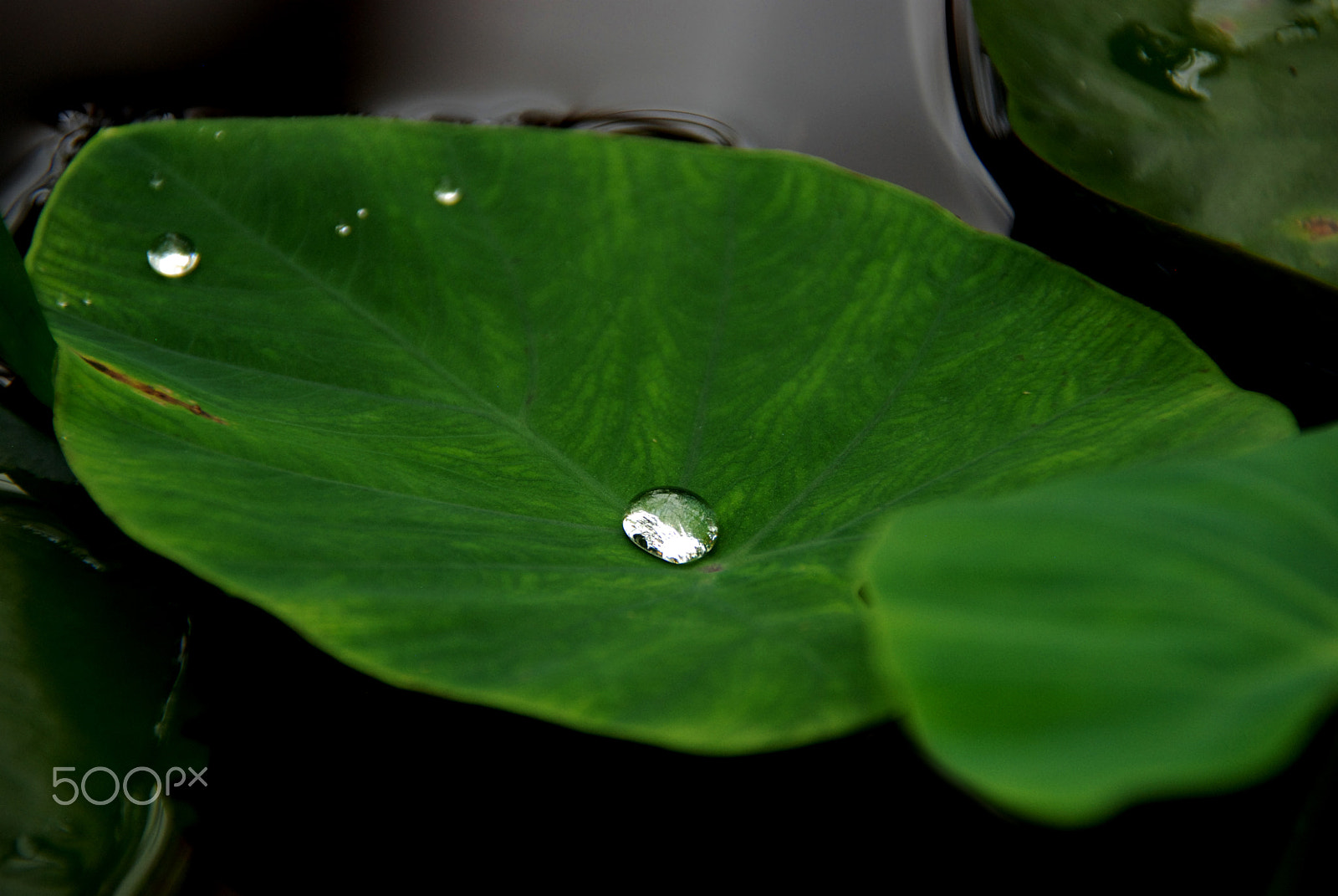 Nikon D80 sample photo. Dew on lilypad photography