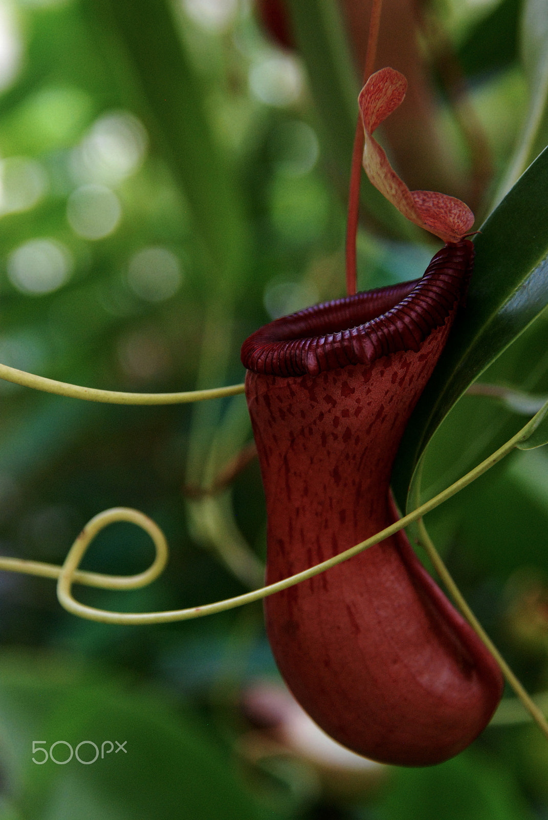 Nikon D80 sample photo. Nepenthes photography