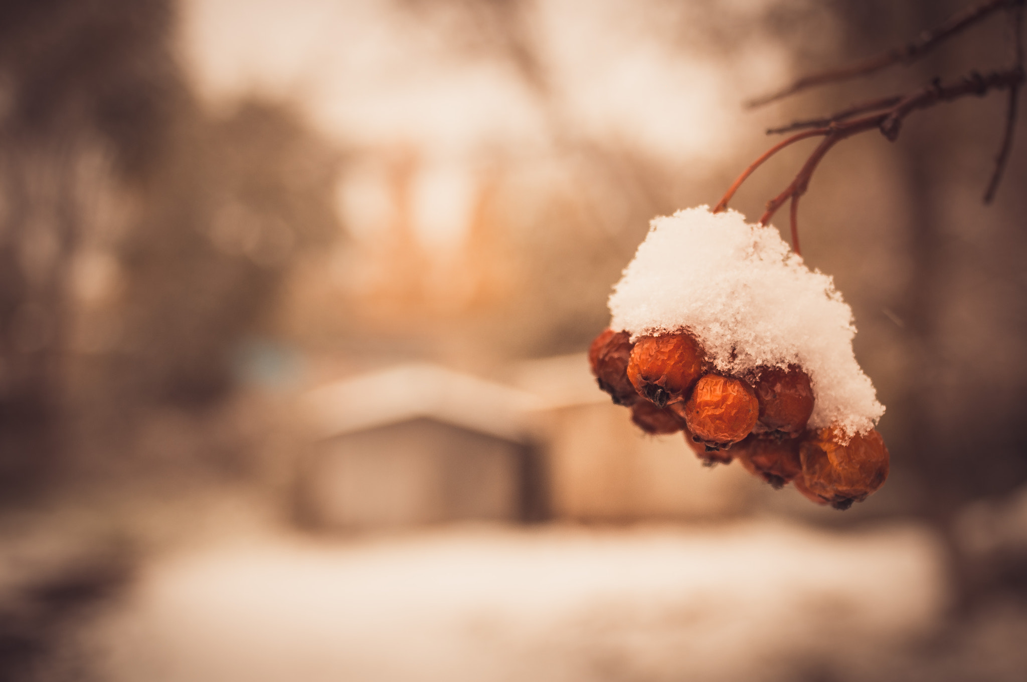 Minolta AF 24mm F2.8 sample photo. Frozen berry photography