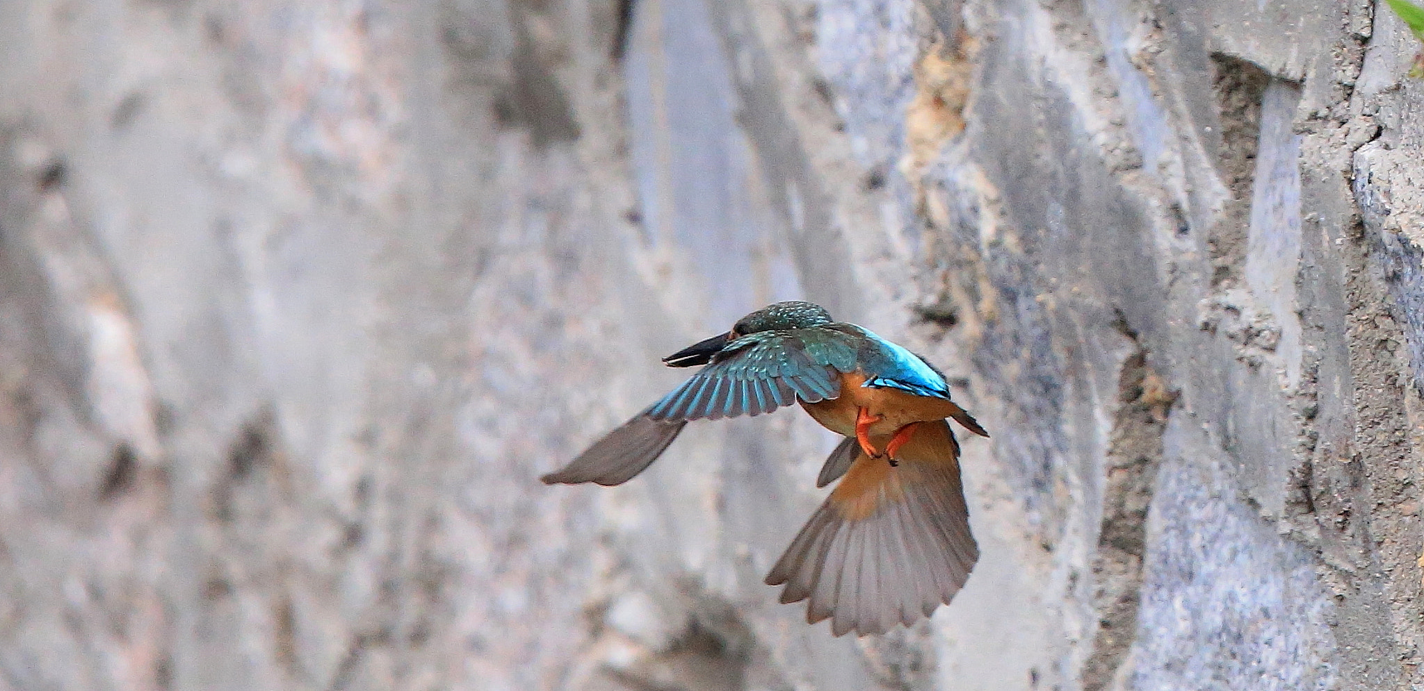 Canon EOS-1D X + Canon EF 600mm F4L IS II USM sample photo. 189 photography