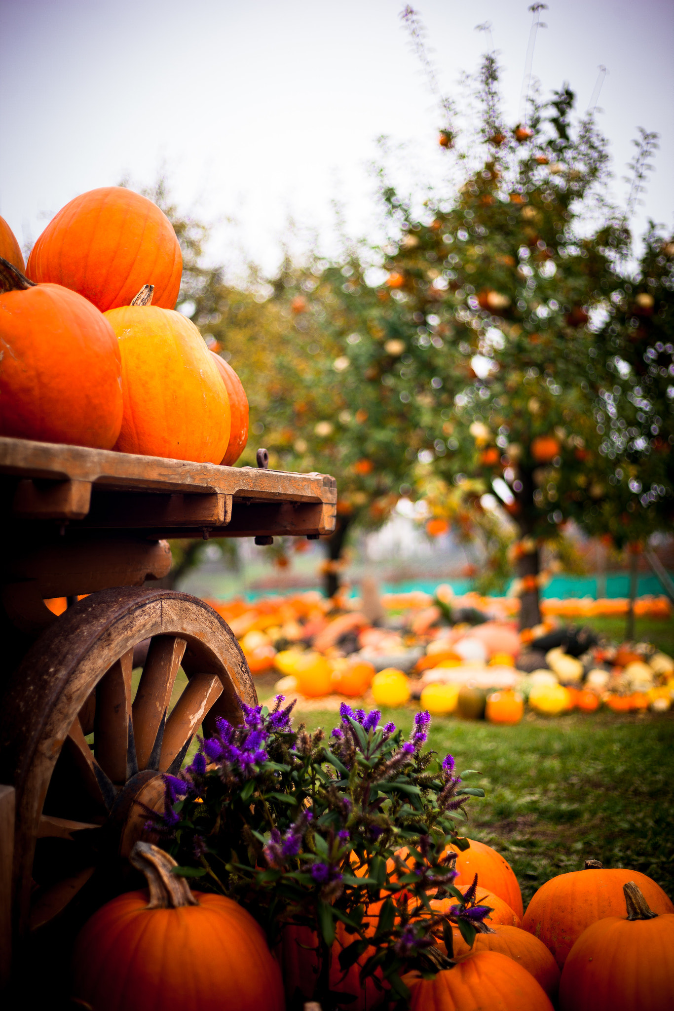 Canon EOS-1Ds Mark III sample photo. Pumpkin field photography