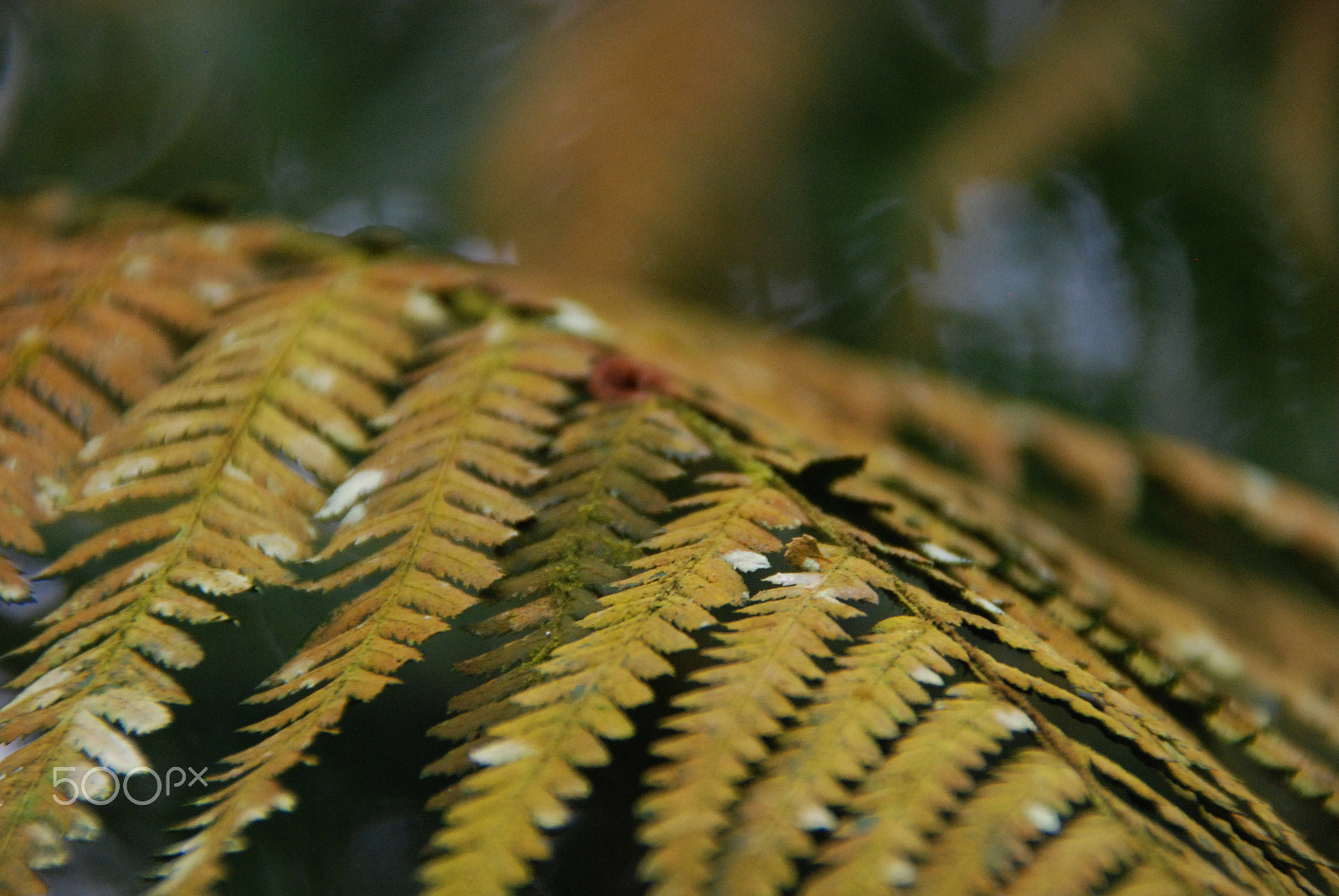 Nikon D80 sample photo. Rusty fern photography