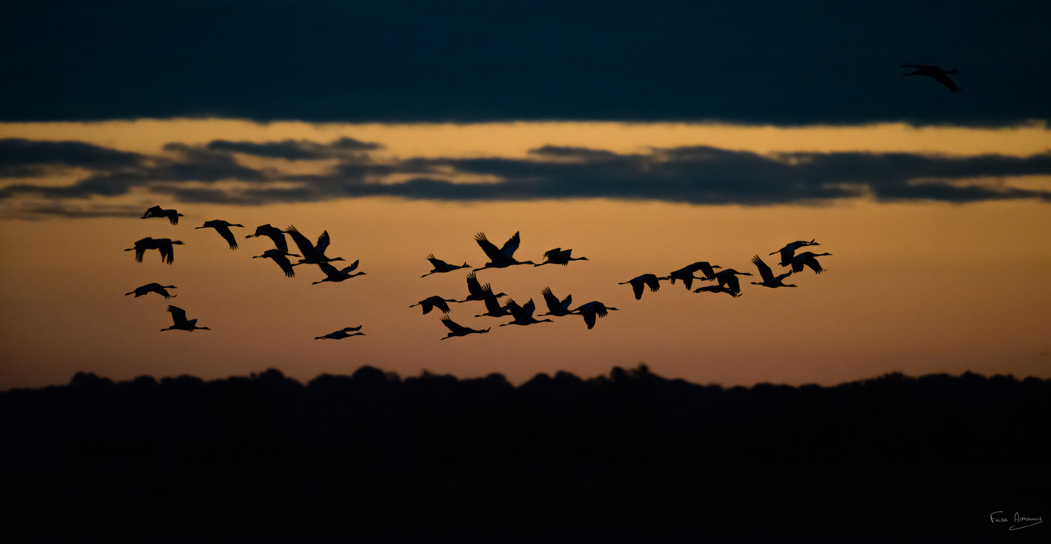 Nikon D800 sample photo. Common cranes in the sunrise photography