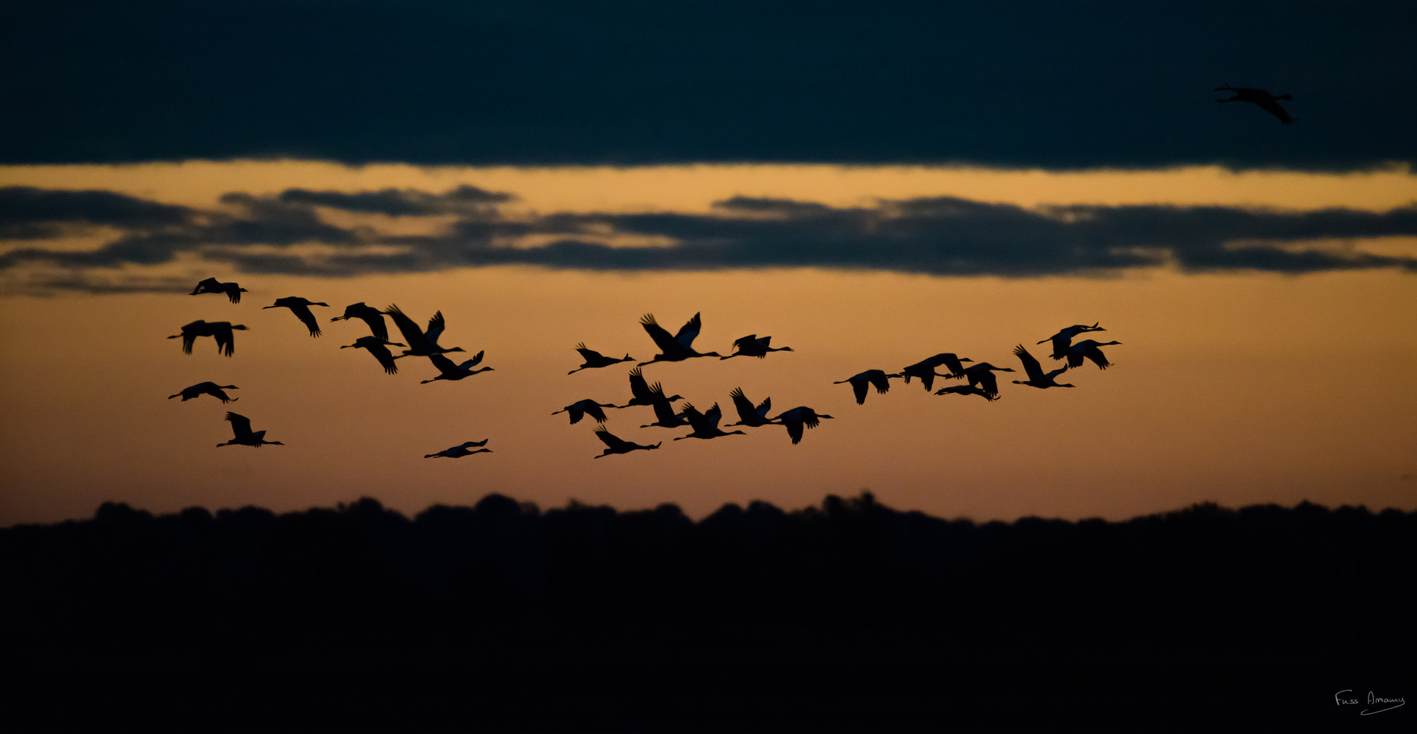 Nikon AF-S Nikkor 600mm F4D ED-IF II sample photo. Common cranes in the sunrise photography