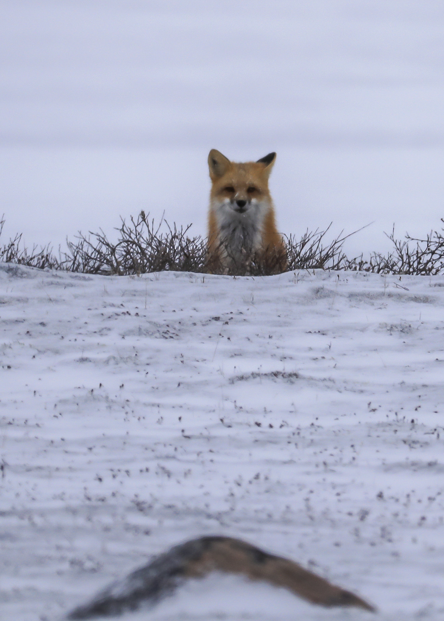 Canon EF 200-400mm F4L IS USM Extender 1.4x sample photo. Fox photography