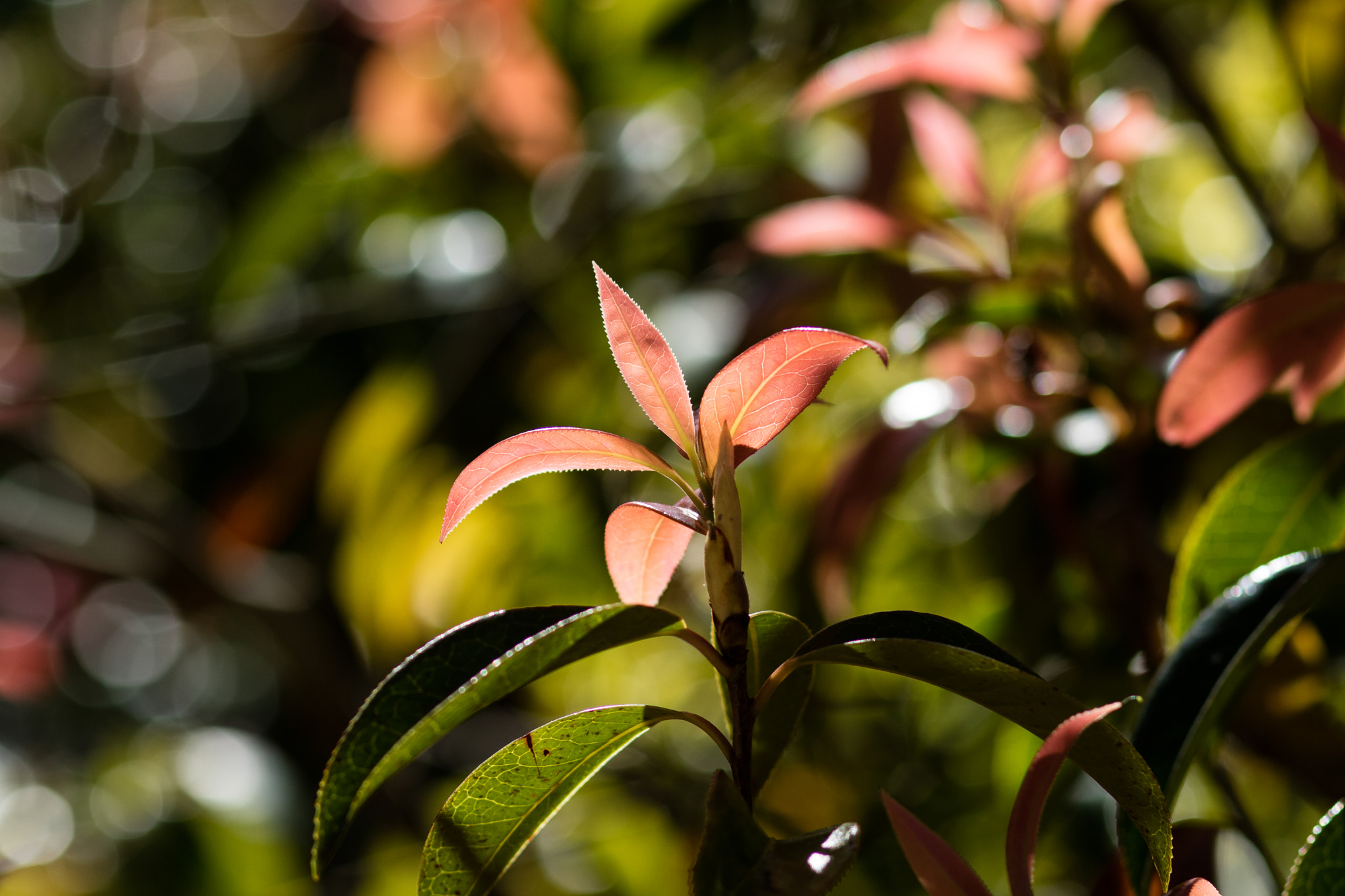 Canon EOS M3 + Canon EF 85mm F1.8 USM sample photo. Ml_20161029_10 photography