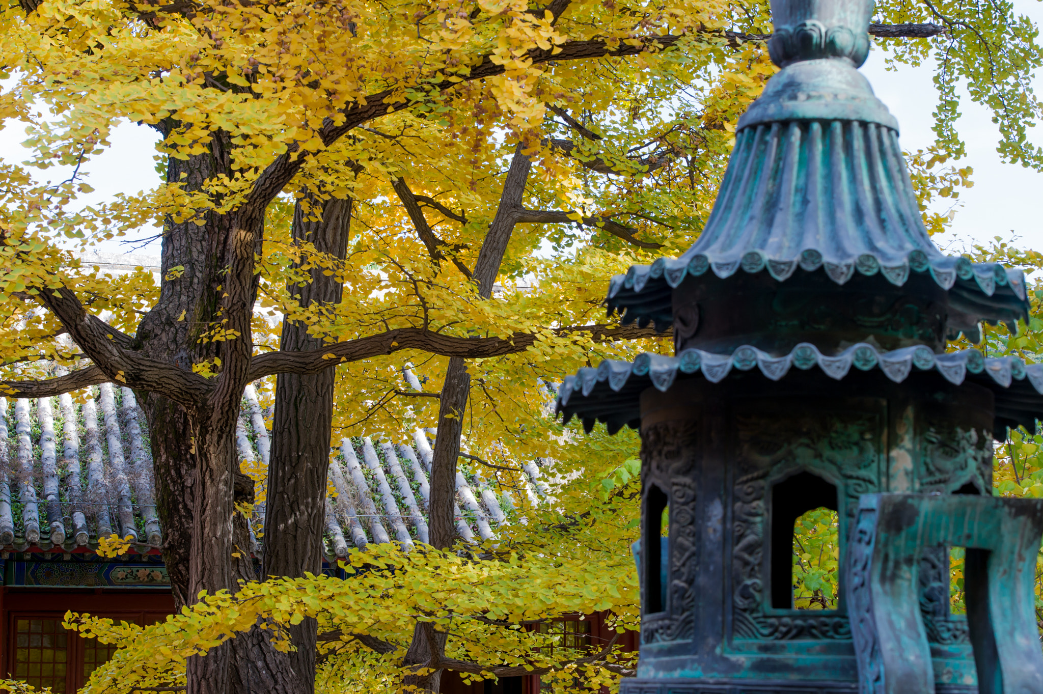 Nikon Df sample photo. Gingko & censer photography