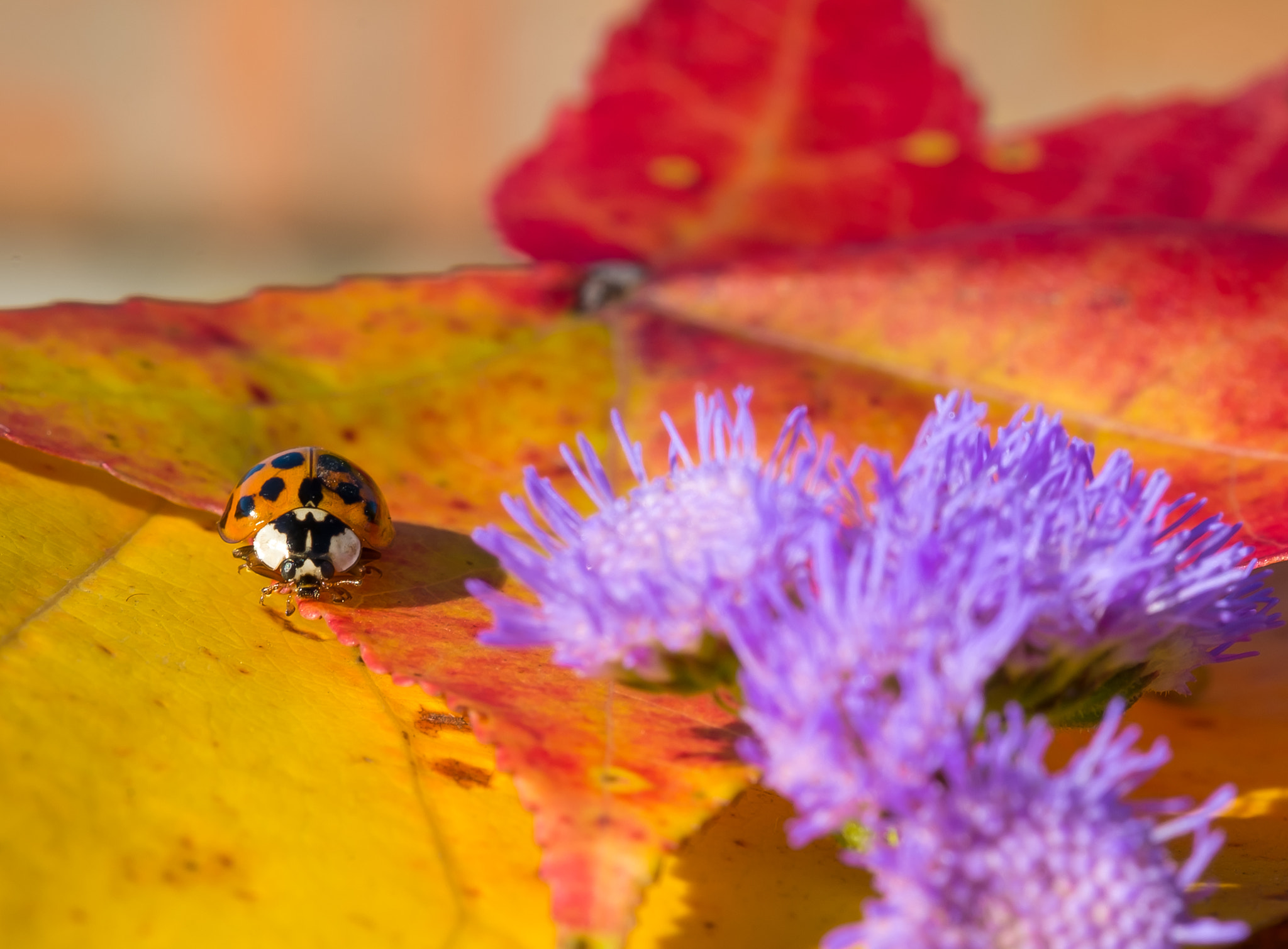 Fujifilm XF 60mm F2.4 R Macro sample photo. Exploring autumn's colours photography