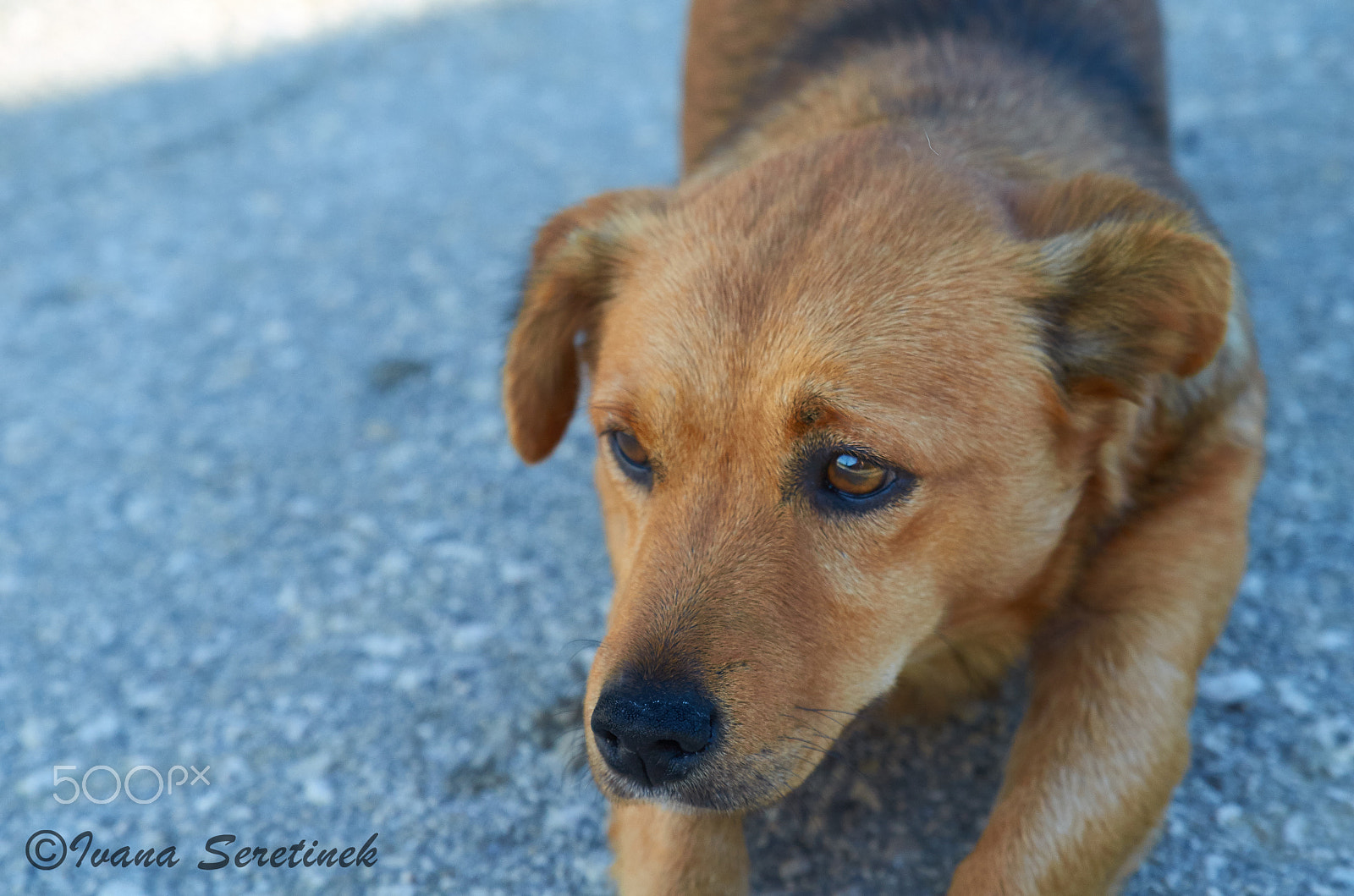 Nikon D7000 + Tamron SP 24-70mm F2.8 Di VC USD sample photo. Dogs daydreaming photography