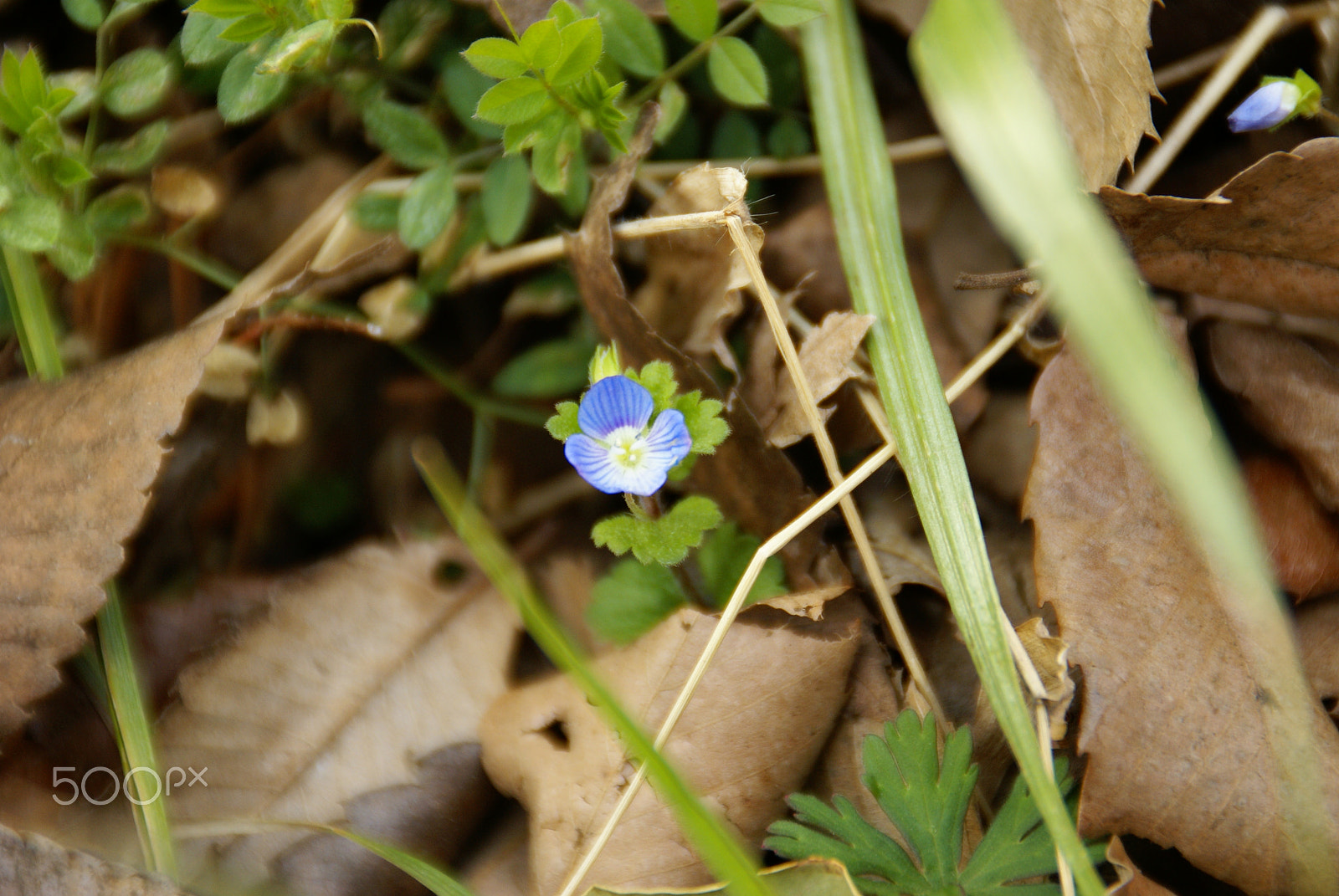 Sony Alpha DSLR-A100 sample photo. Blue flower photography
