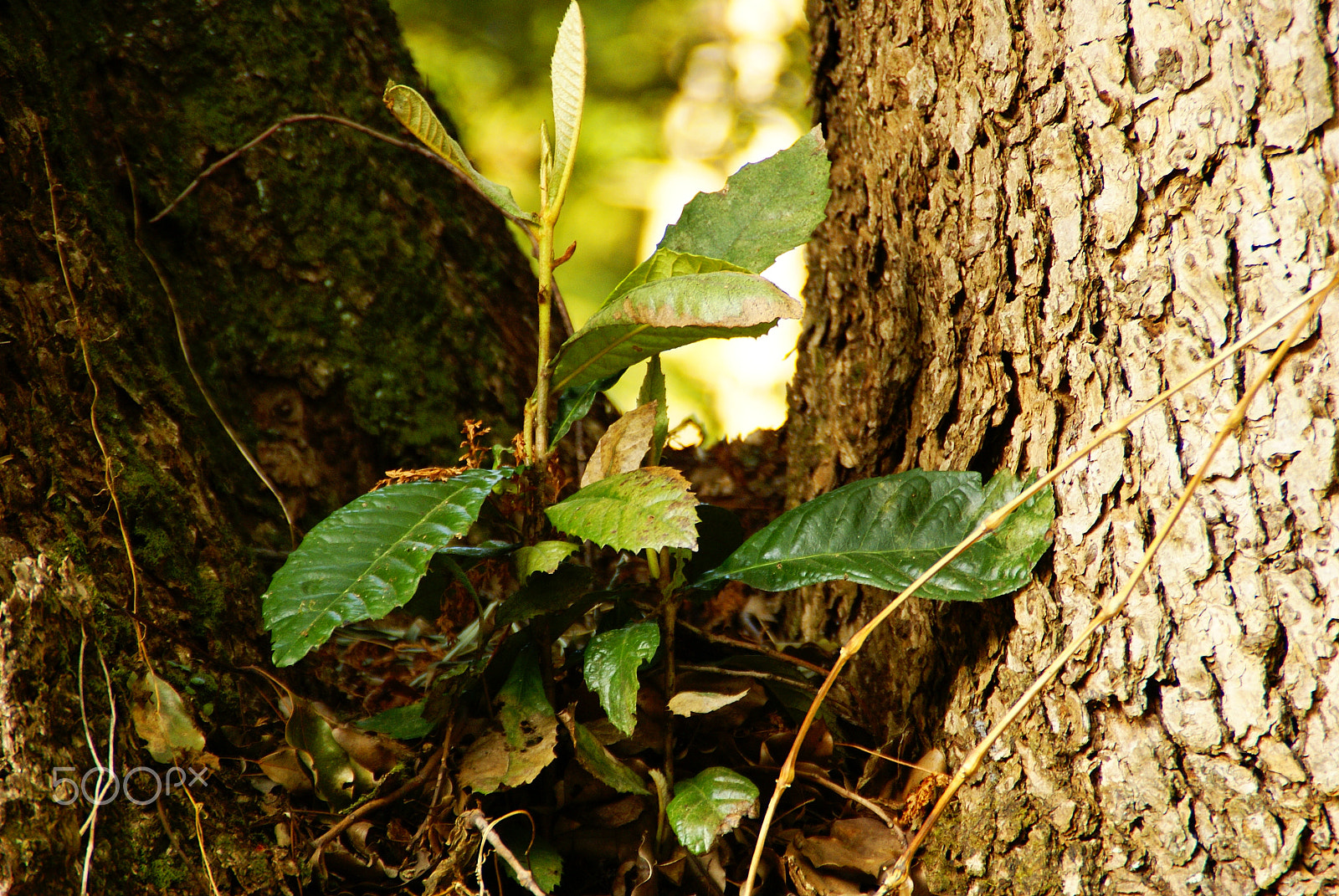 Sony Alpha DSLR-A100 sample photo. Green leaves photography
