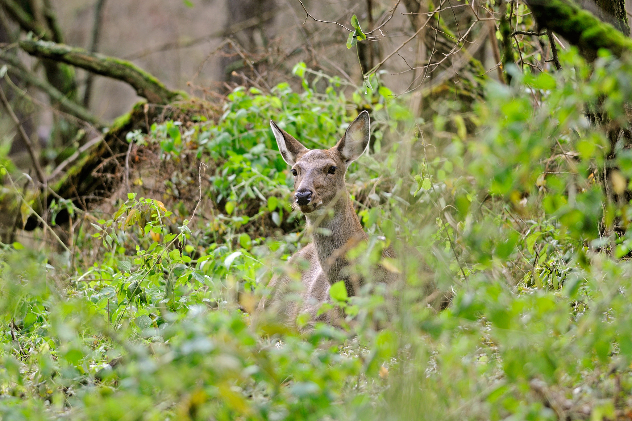 Nikon D300S + Nikon AF-S Nikkor 300mm F4D ED-IF sample photo. A curious lady photography