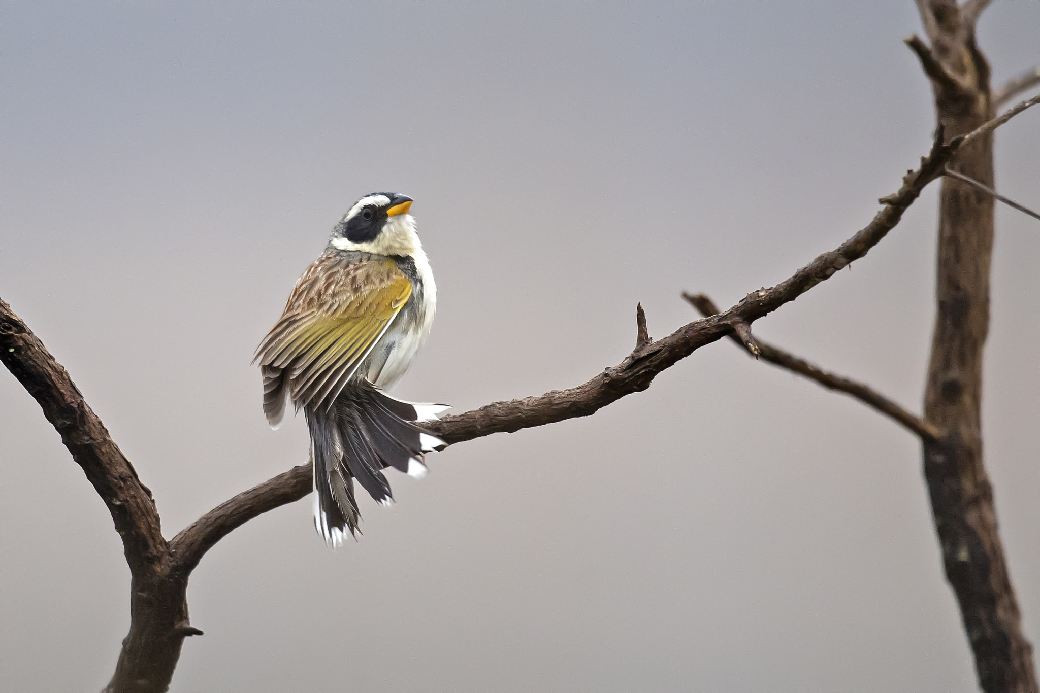 Nikon D5 sample photo. Black-masked finch photography