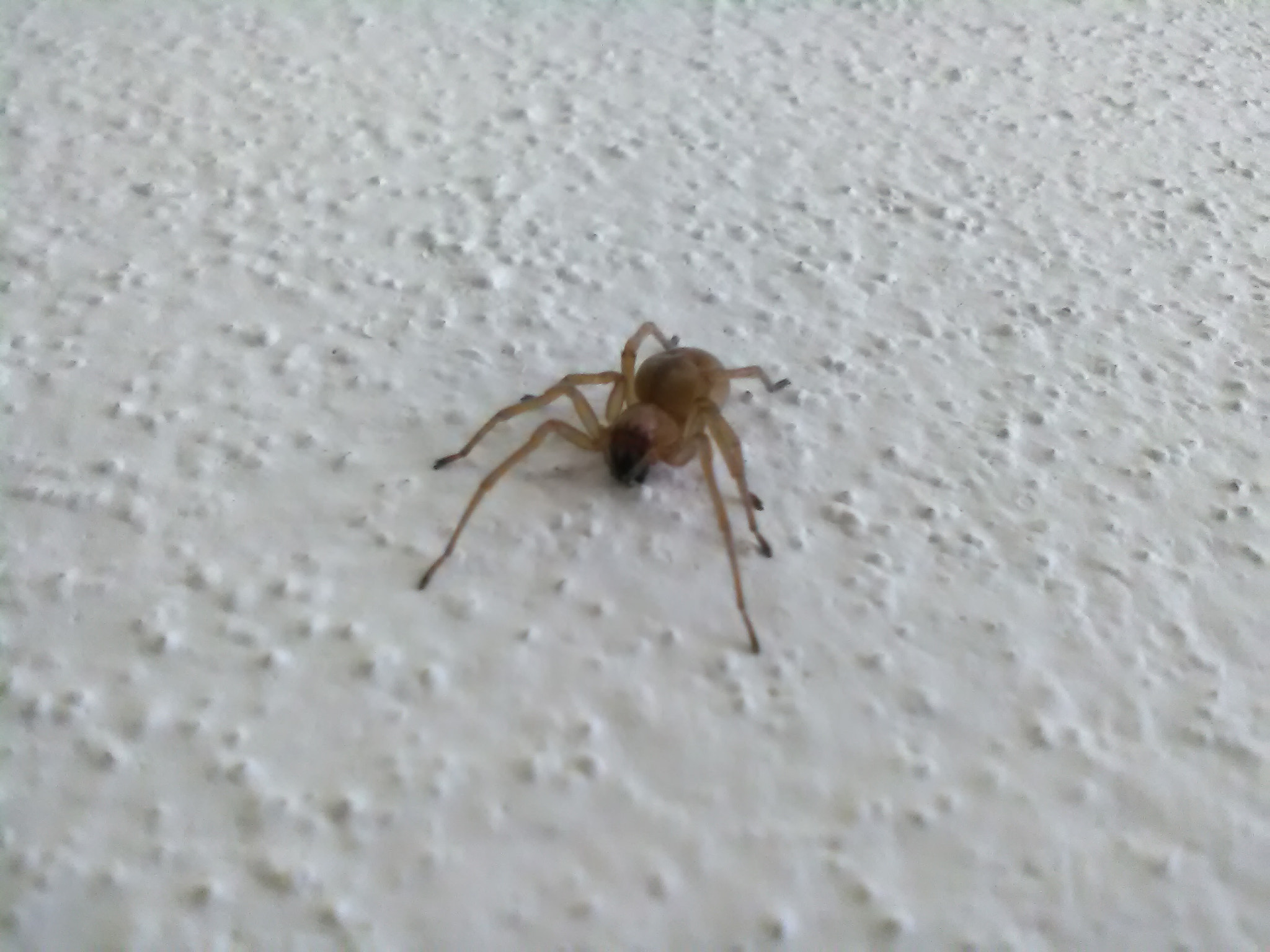 HUAWEI Y560-L01 sample photo. Spider photography