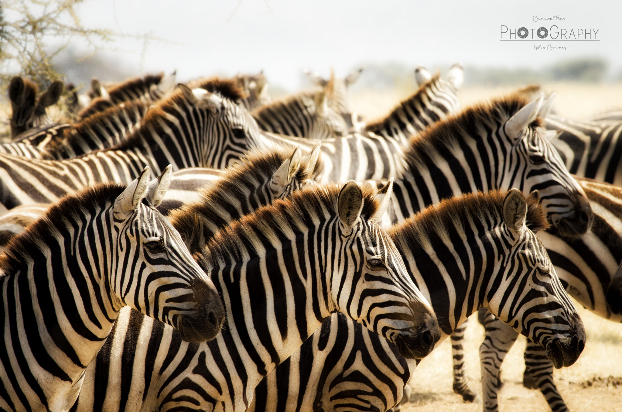 Pentax K-5 sample photo. Stripes in a row photography