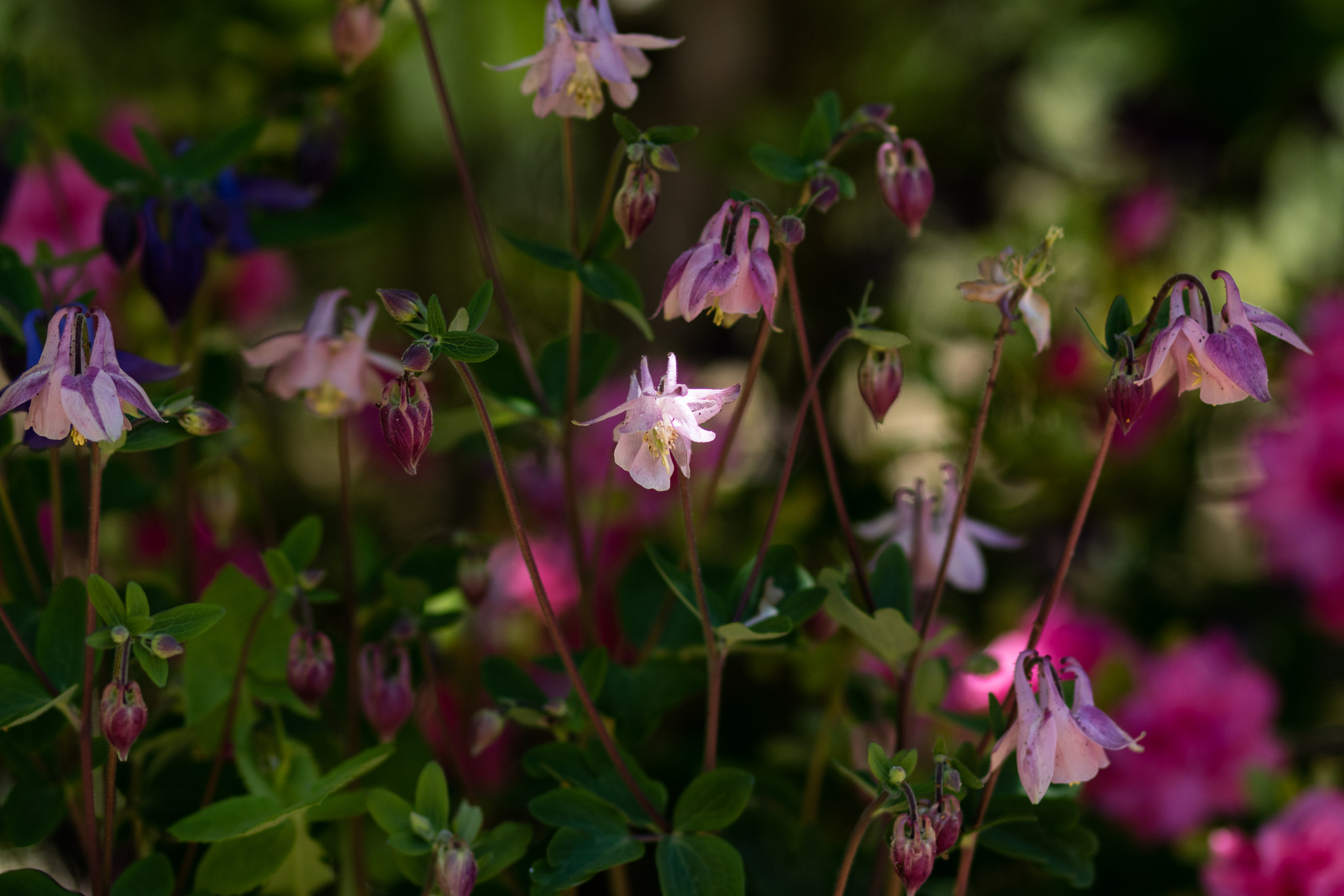 Canon EOS M3 + Canon EF 85mm F1.8 USM sample photo. Ml_20161029_05 photography