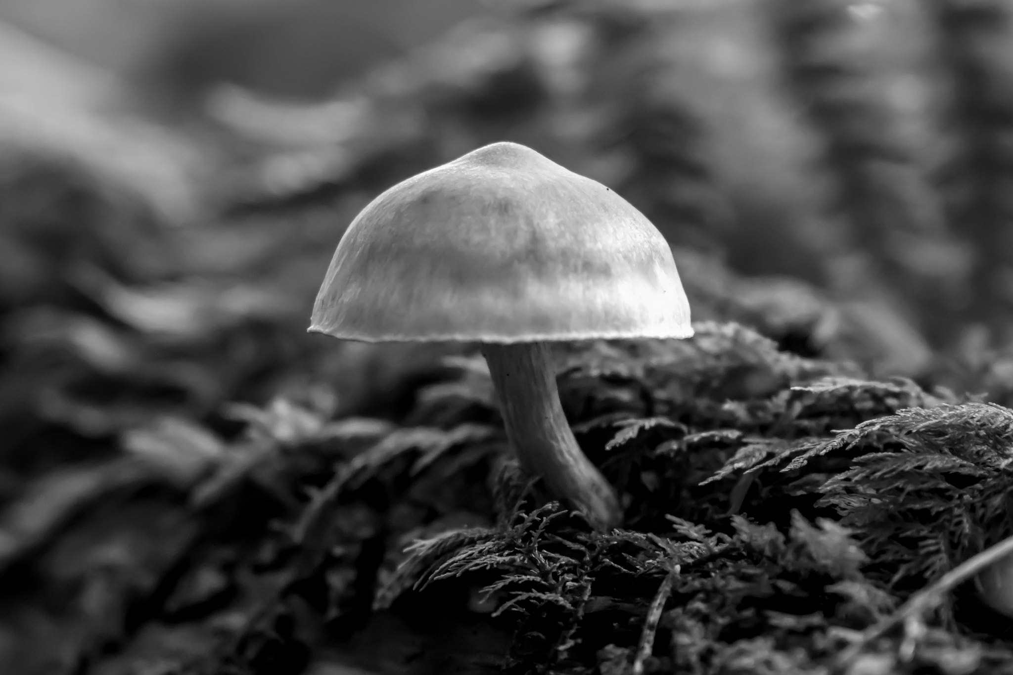 Canon EF 24-105mm F3.5-5.6 IS STM sample photo. Pilze photography