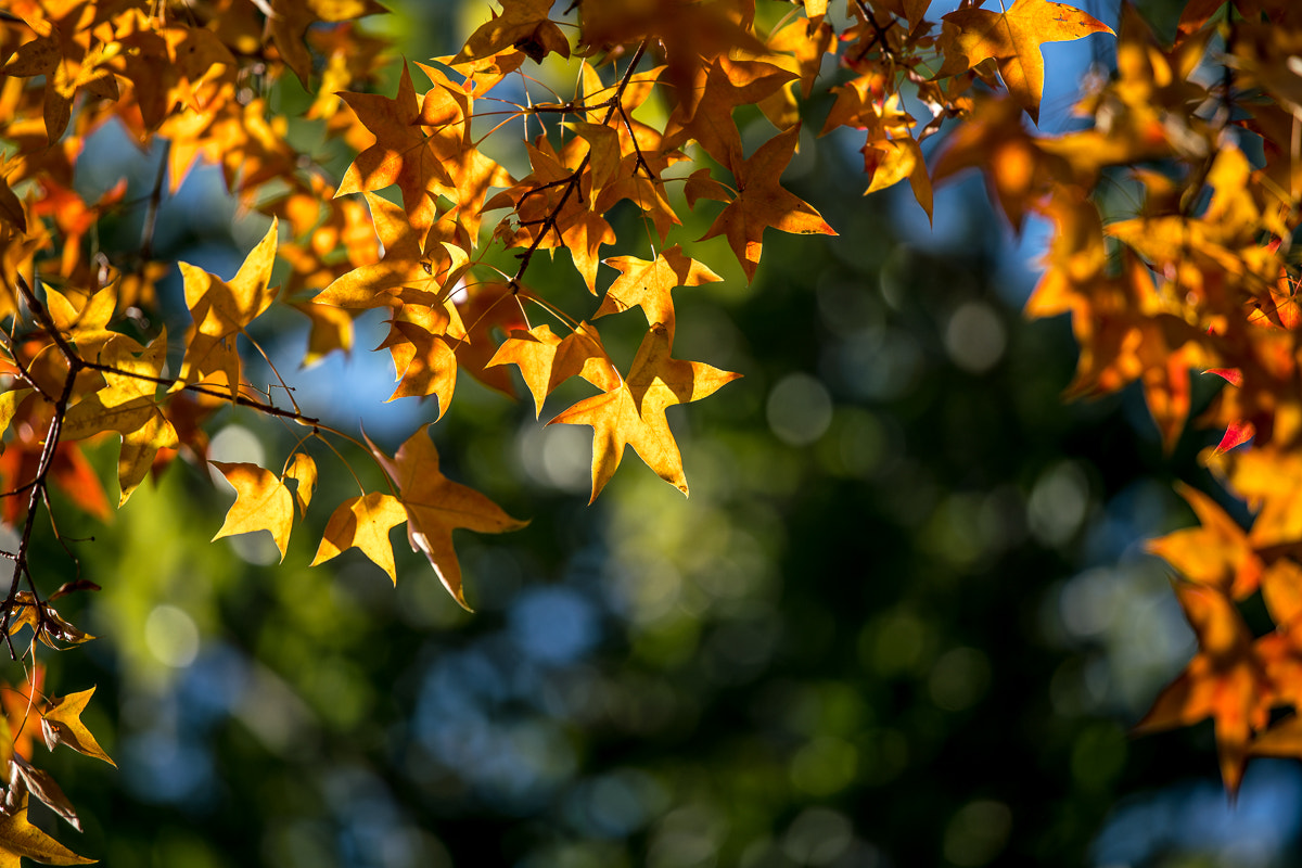 Sony a7R II + Canon EF 70-200mm F4L IS USM sample photo. The leaves in altar of earth 1 photography