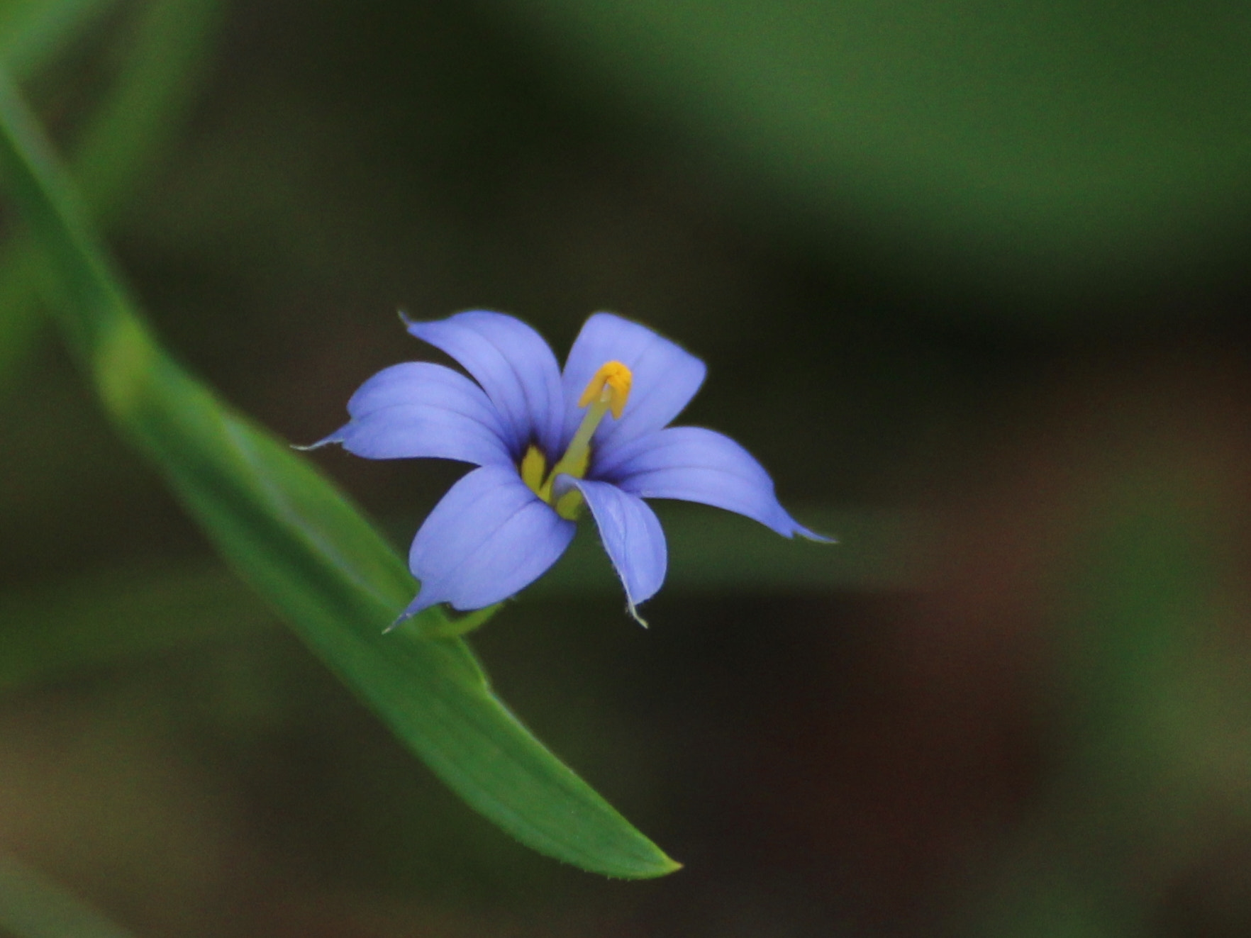 Canon EOS 1200D (EOS Rebel T5 / EOS Kiss X70 / EOS Hi) sample photo. Blue flower photography